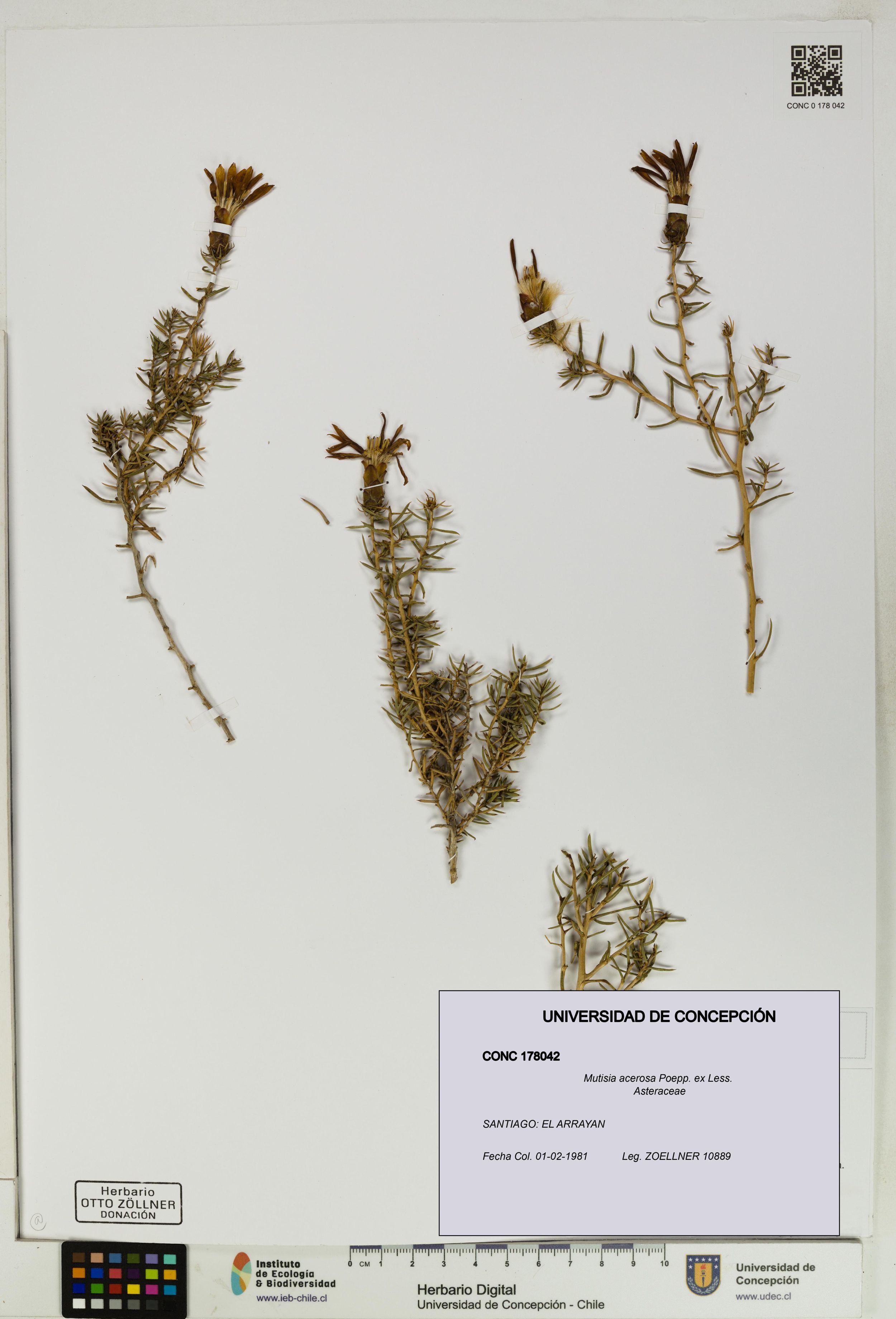 Mutisia acerosa [Espécimen: ]