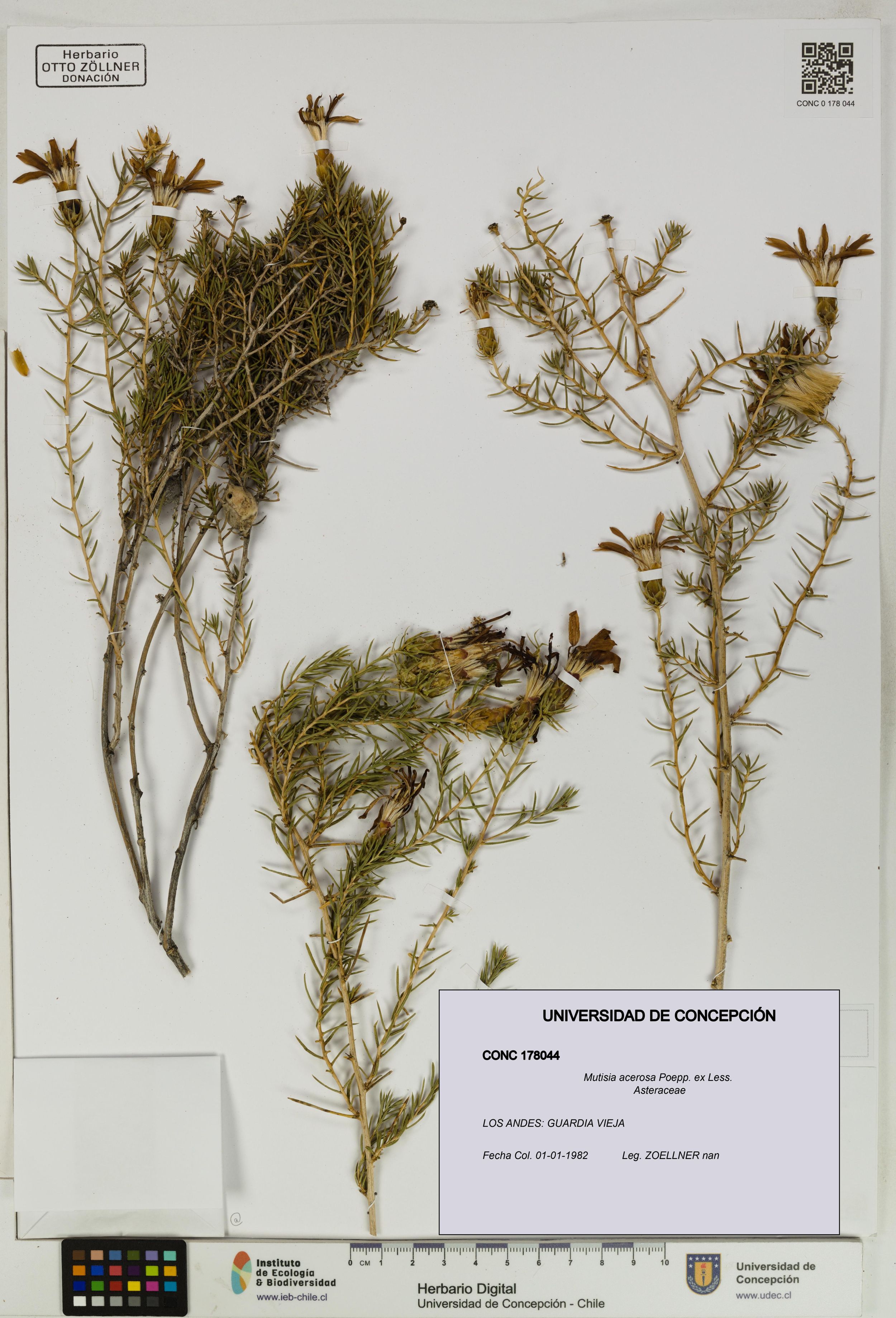 Mutisia acerosa [Espécimen: ]