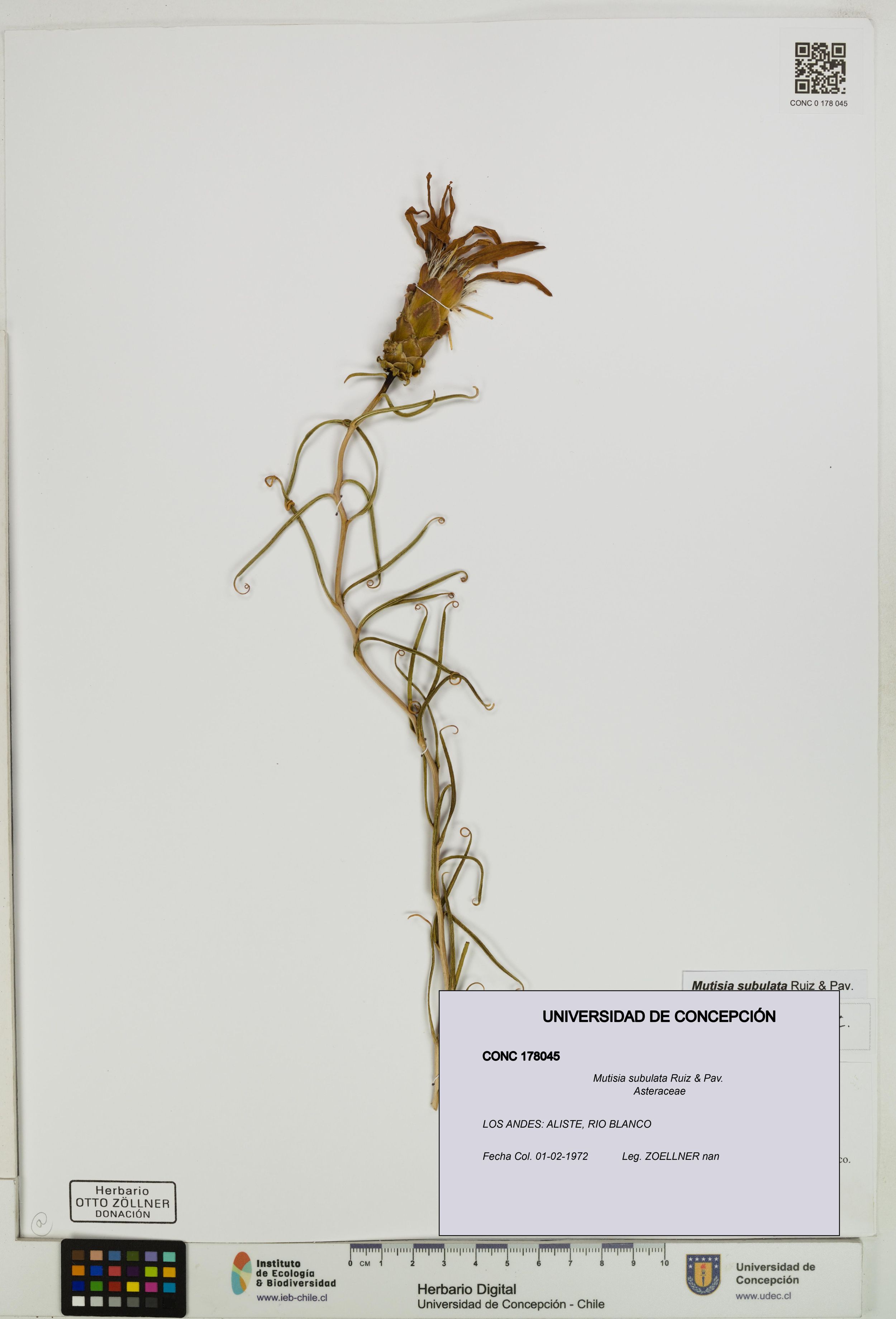 Mutisia subulata [Espécimen: ]