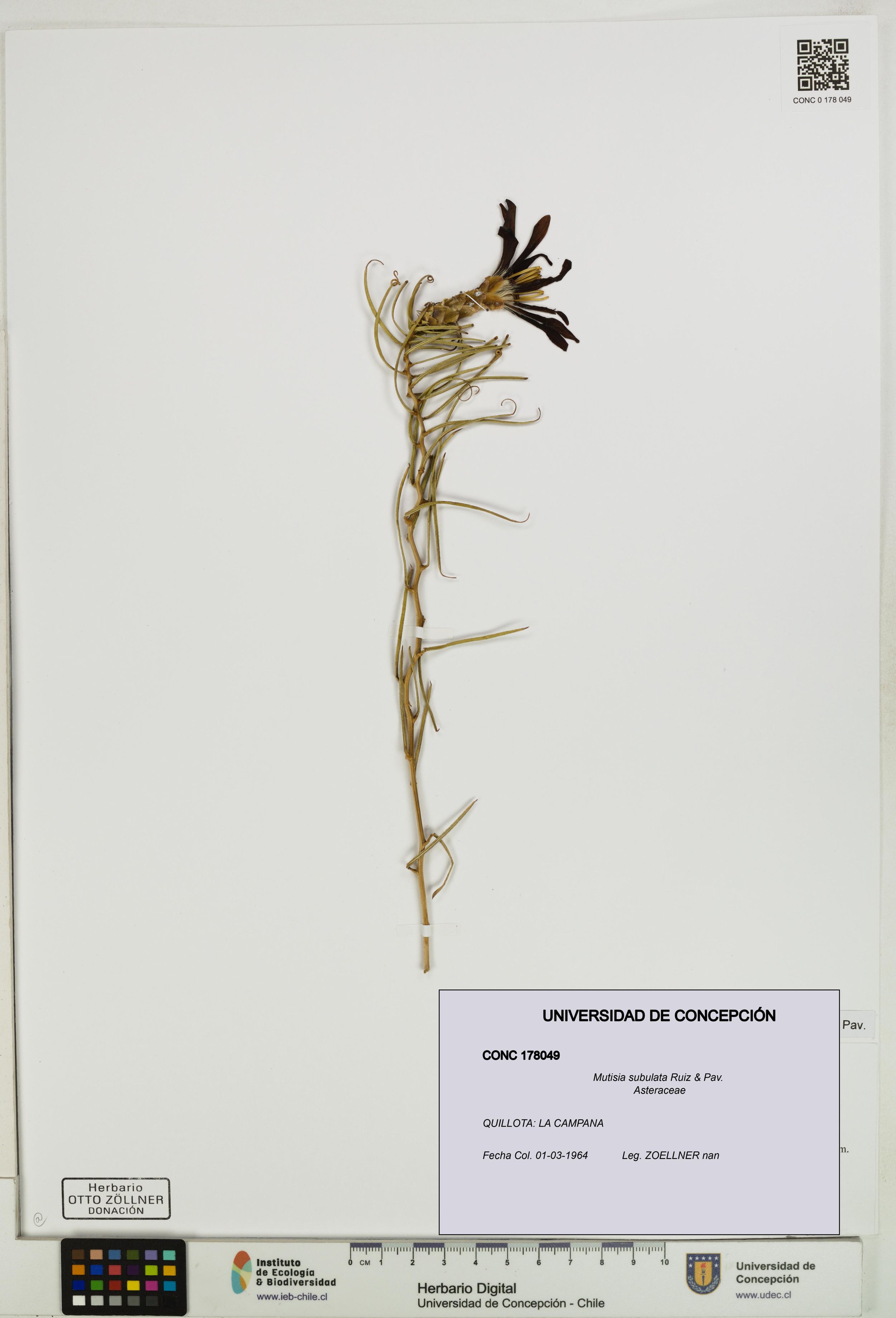 Mutisia subulata [Espécimen: ]