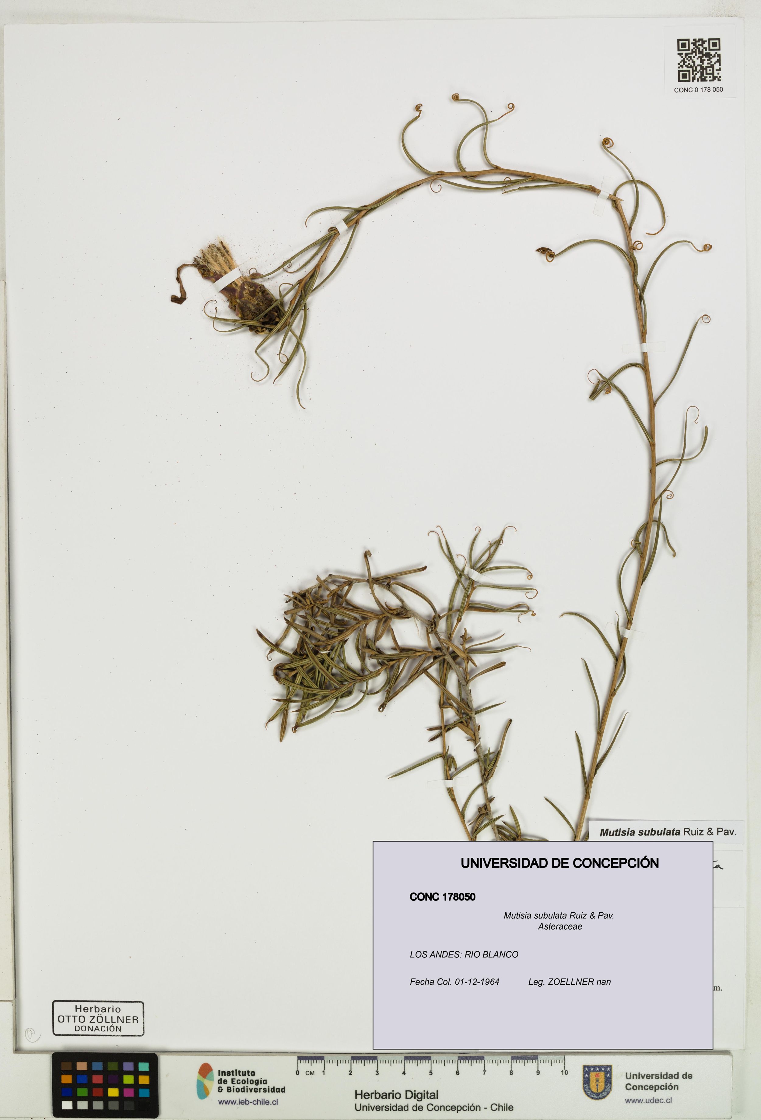 Mutisia subulata [Espécimen: ]