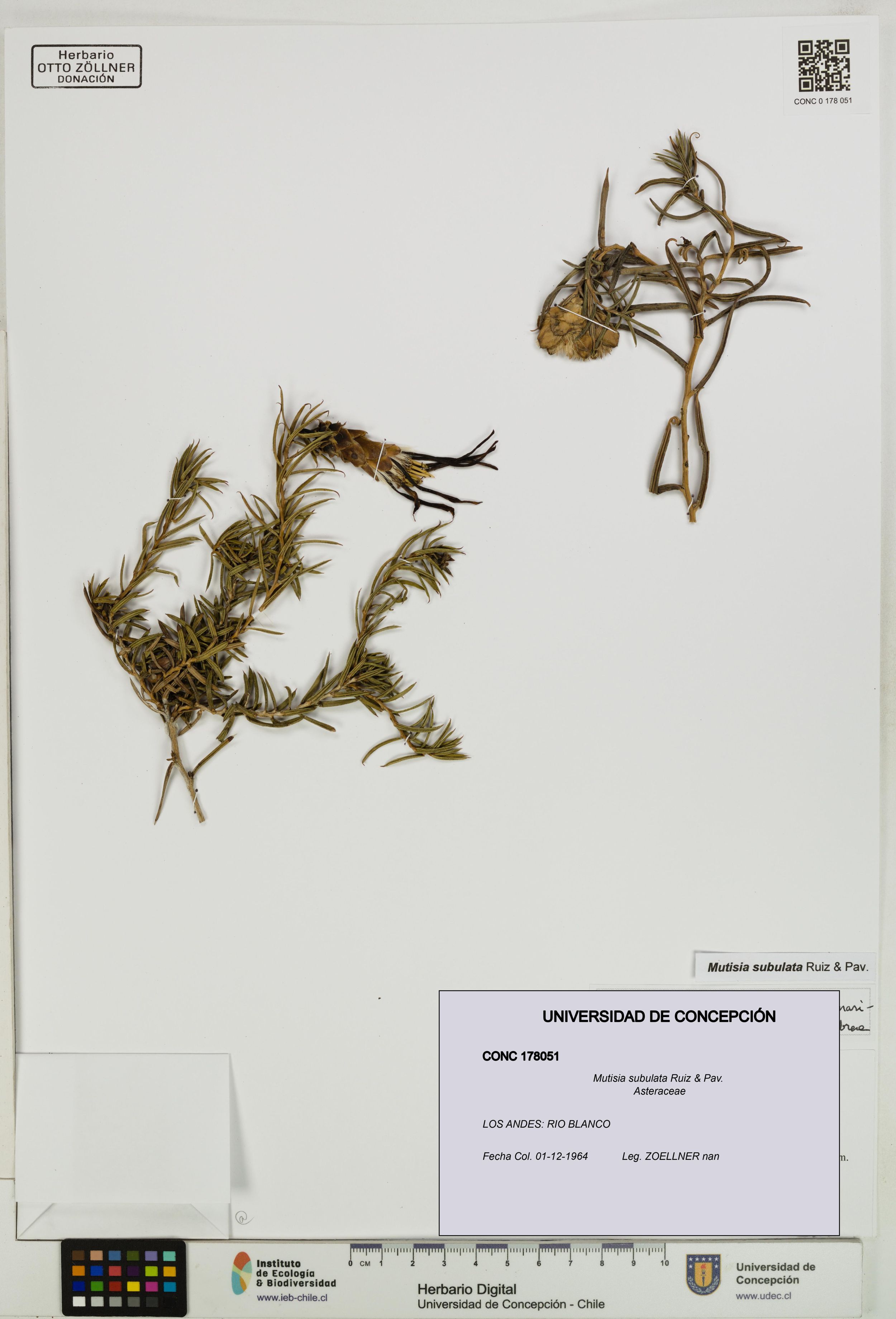 Mutisia subulata [Espécimen: ]