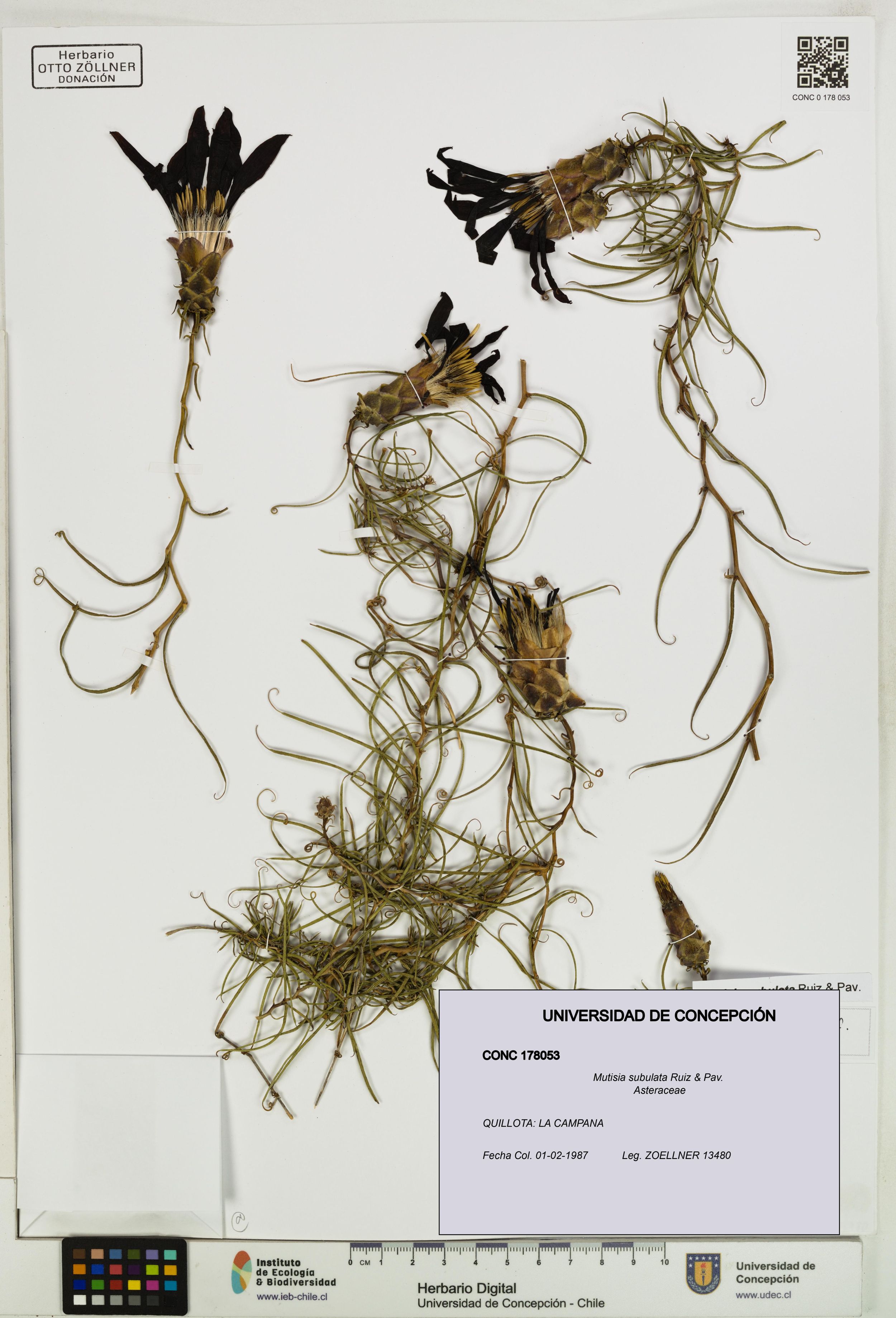 Mutisia subulata [Espécimen: ]