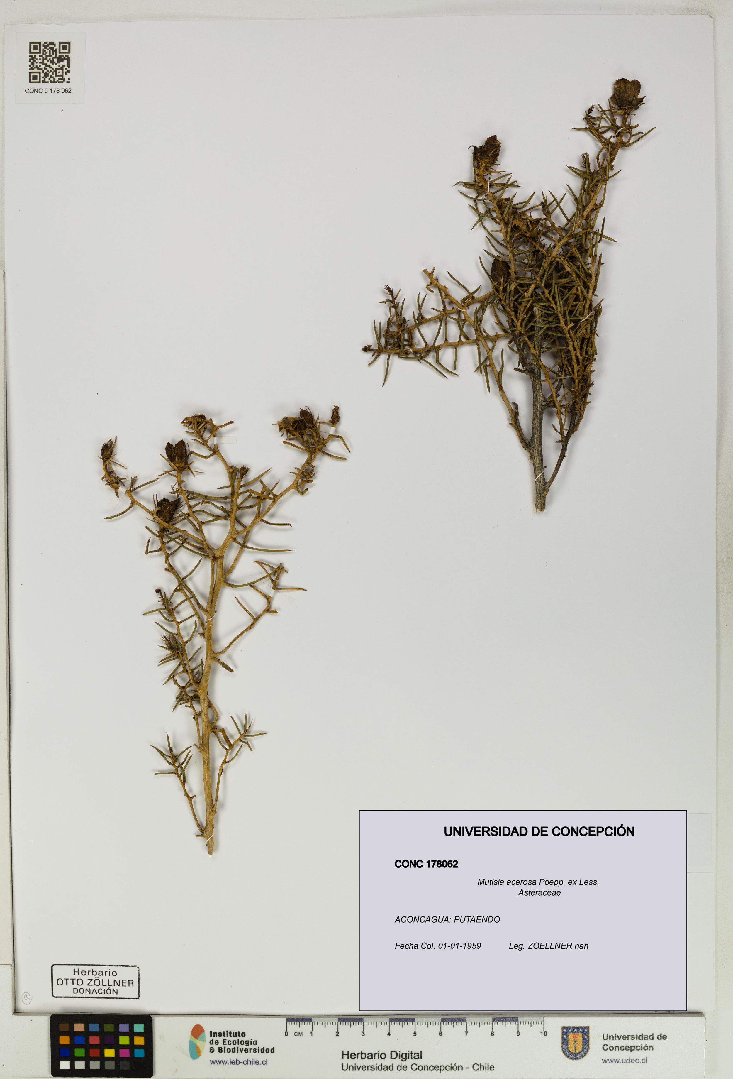 Mutisia acerosa [Espécimen: ]