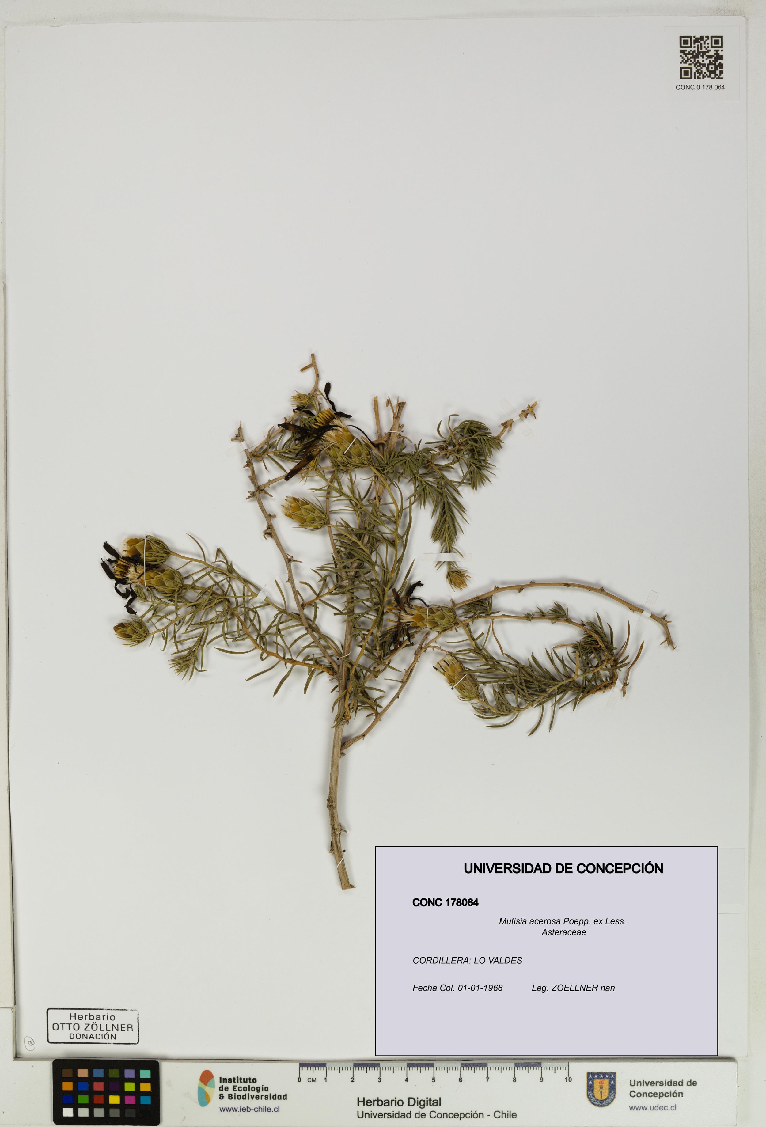 Mutisia acerosa [Espécimen: ]