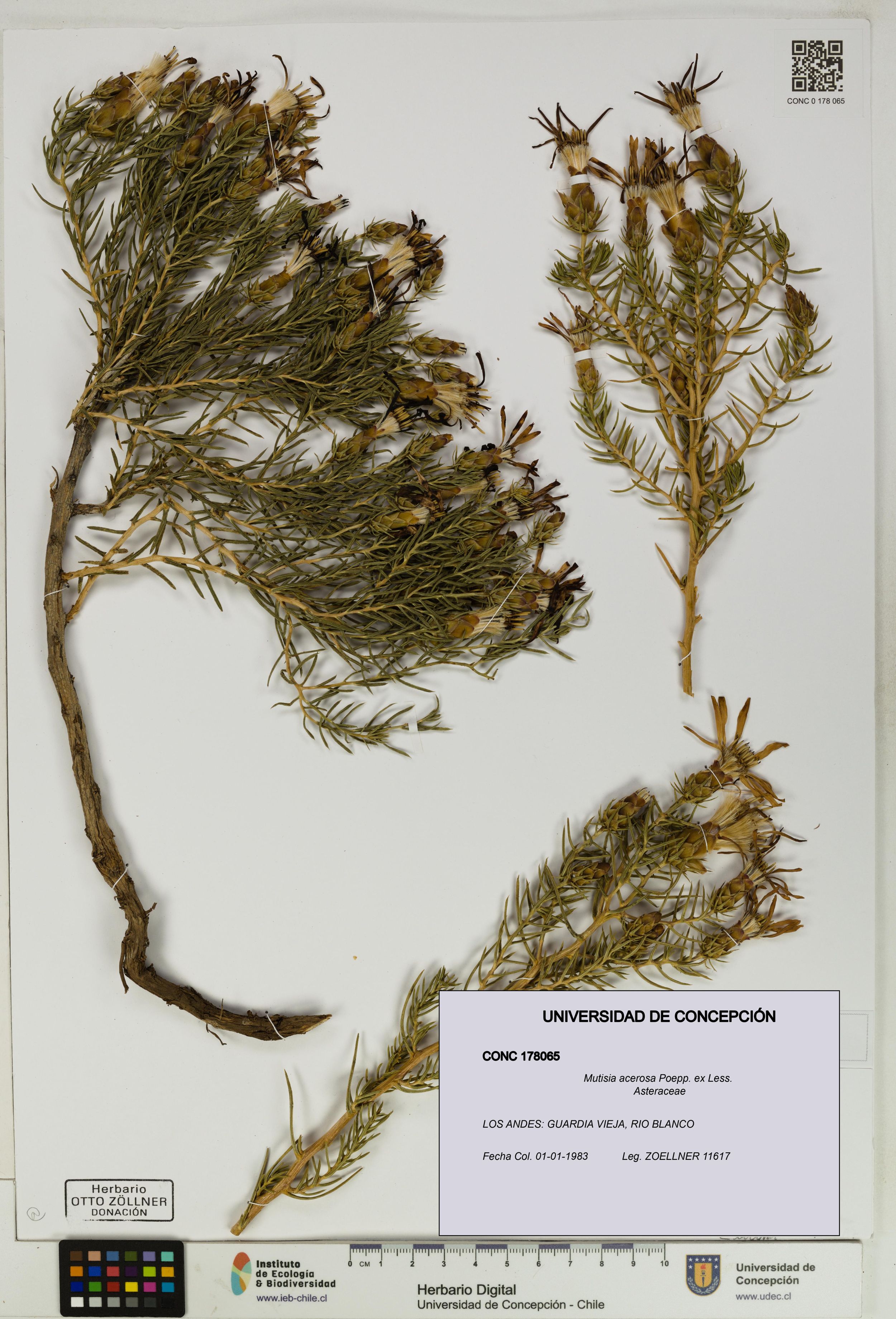 Mutisia acerosa [Espécimen: ]