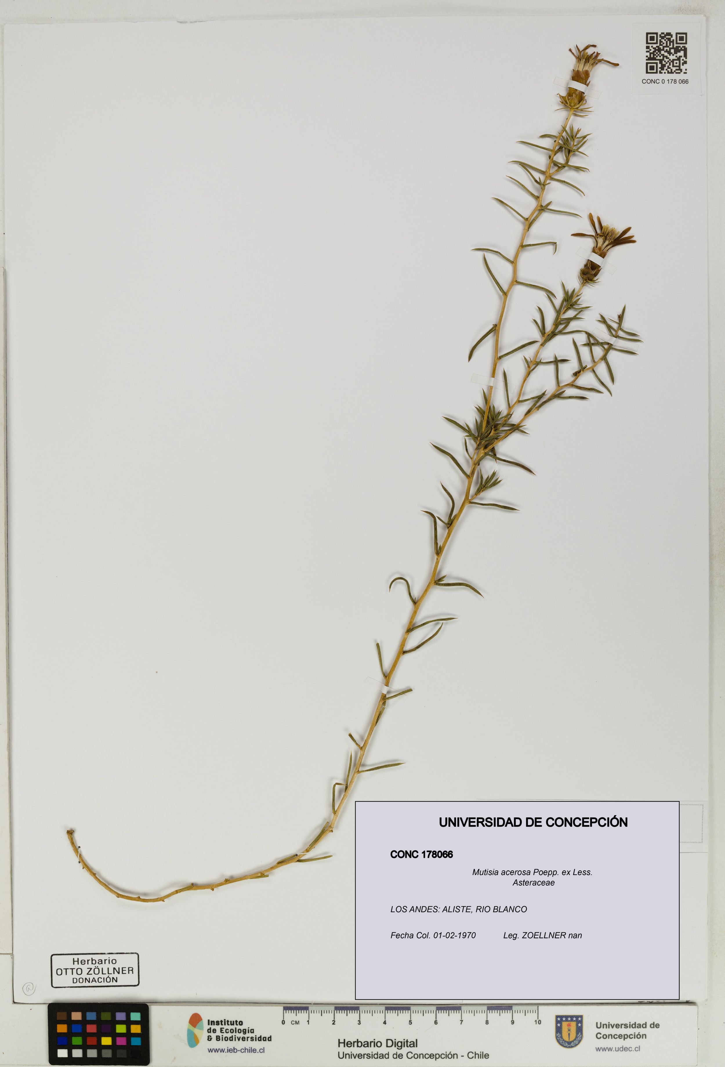 Mutisia acerosa [Espécimen: ]
