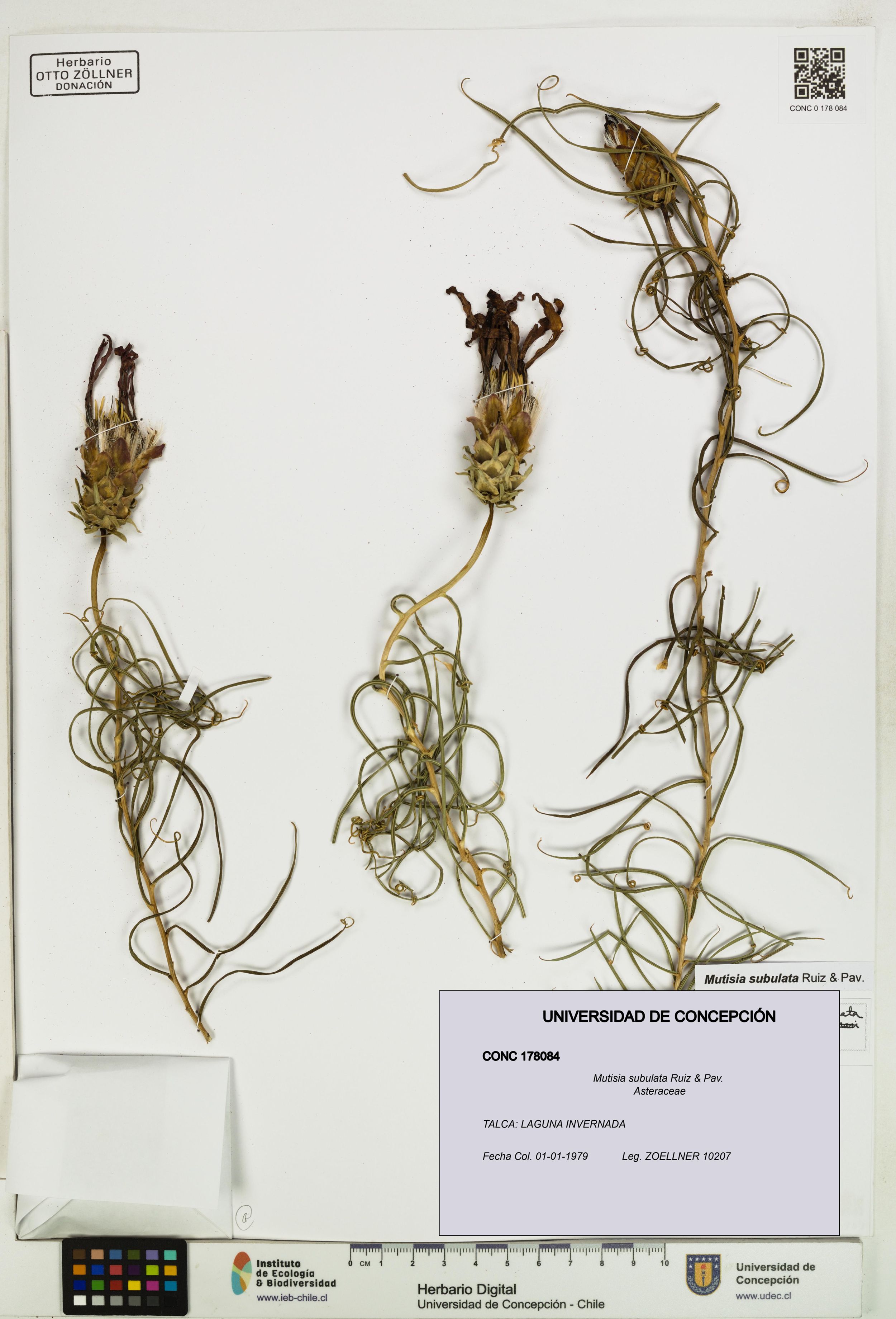 Mutisia subulata [Espécimen: ]