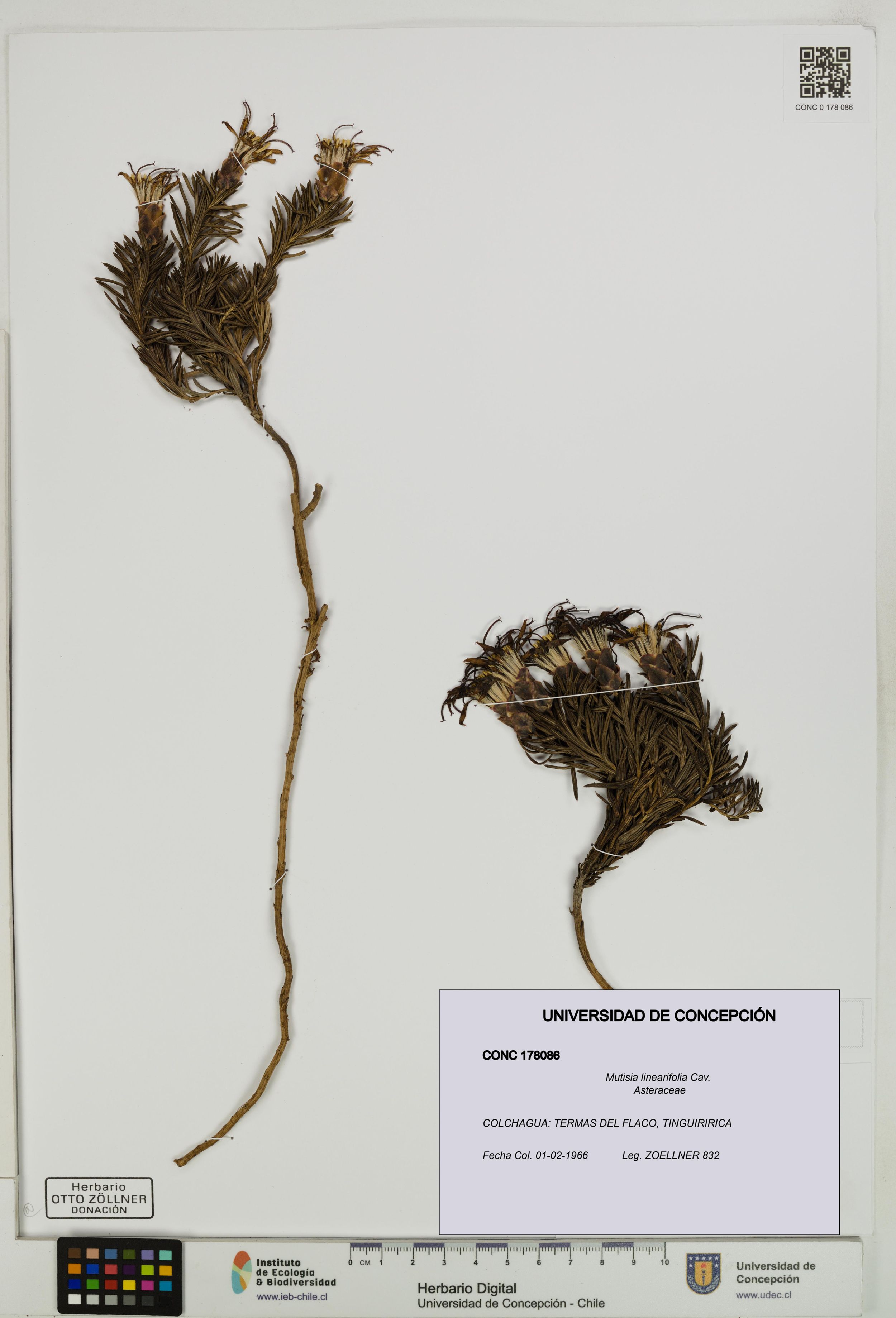 Mutisia linearifolia [Espécimen: ]