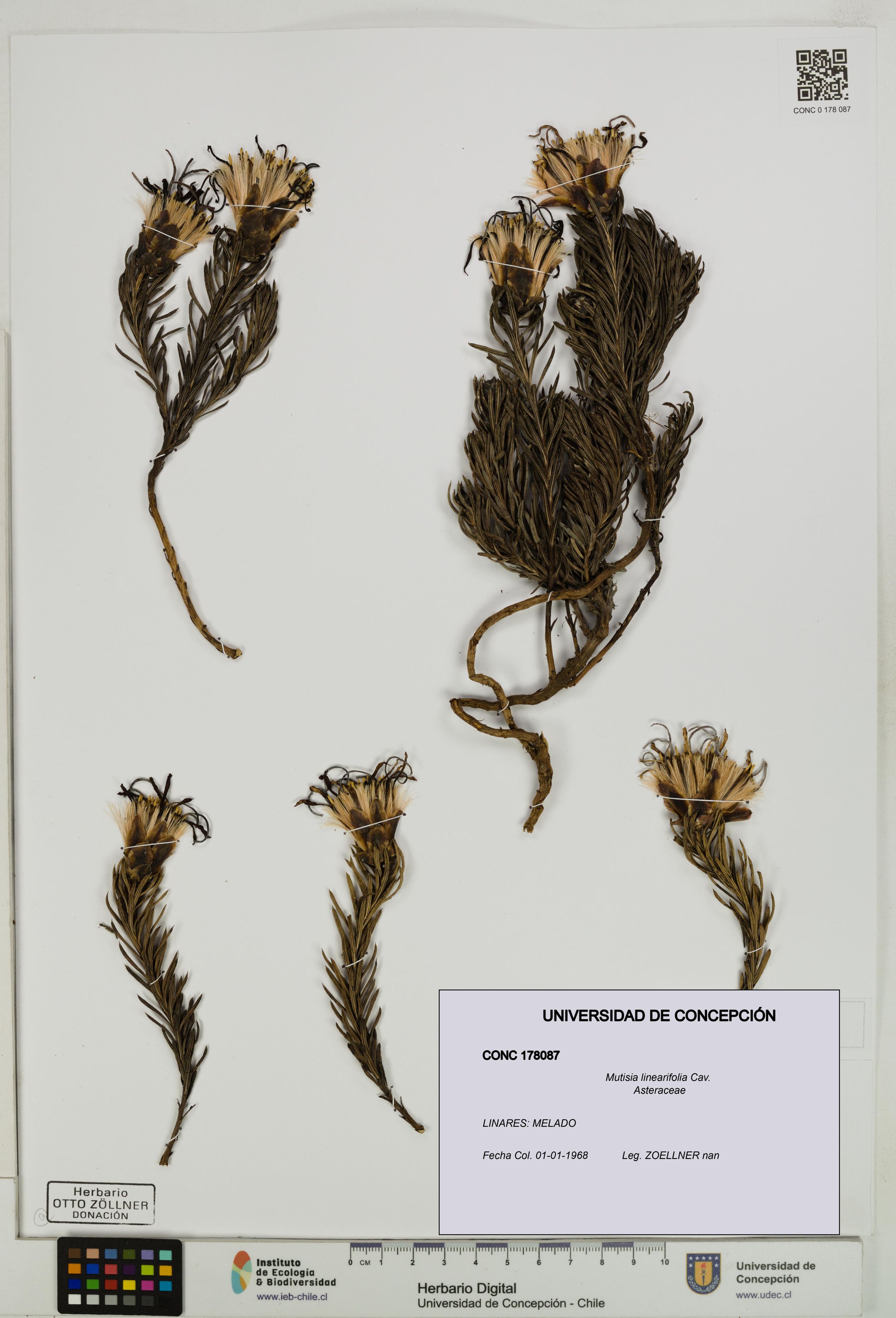 Mutisia linearifolia [Espécimen: ]