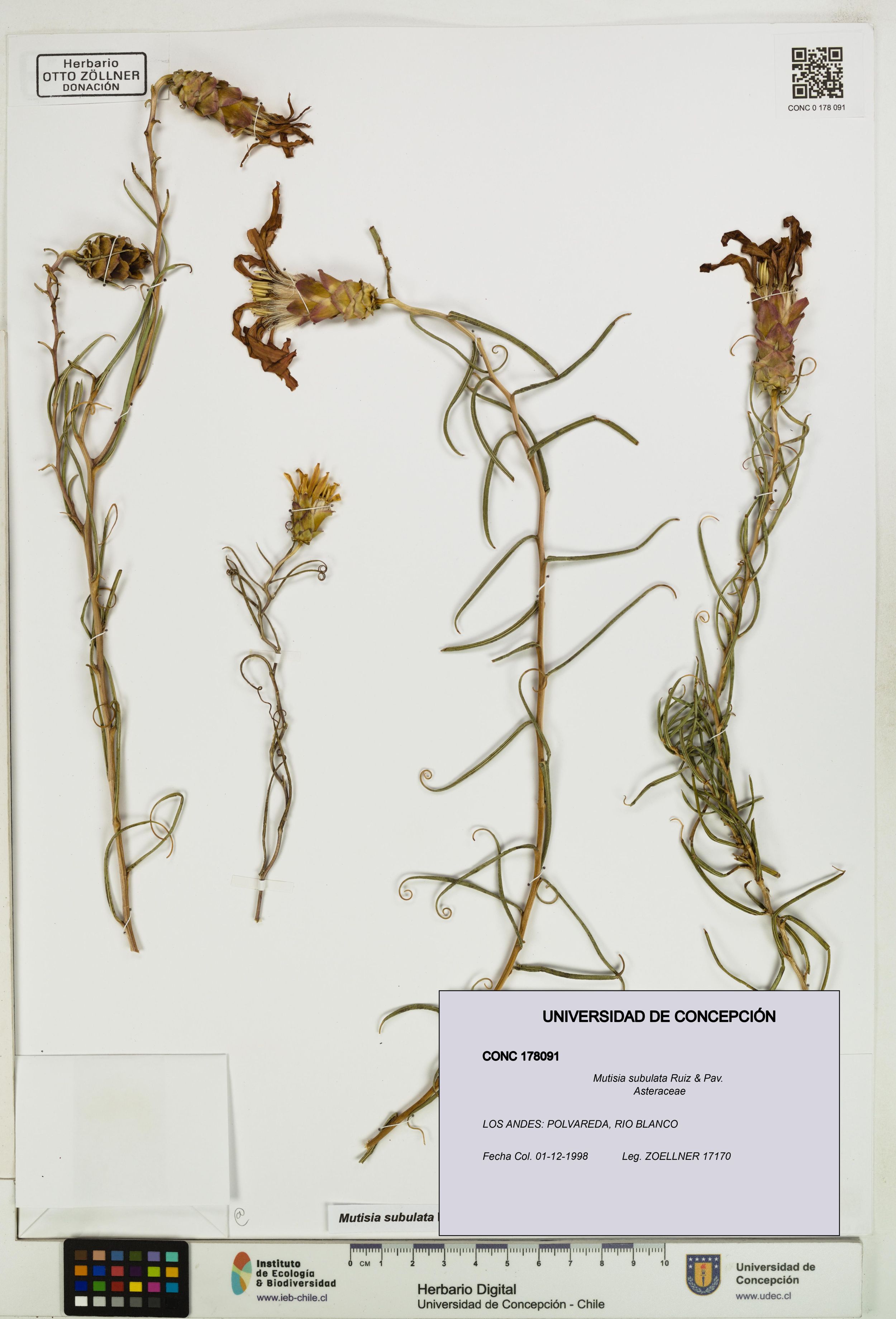 Mutisia subulata [Espécimen: ]