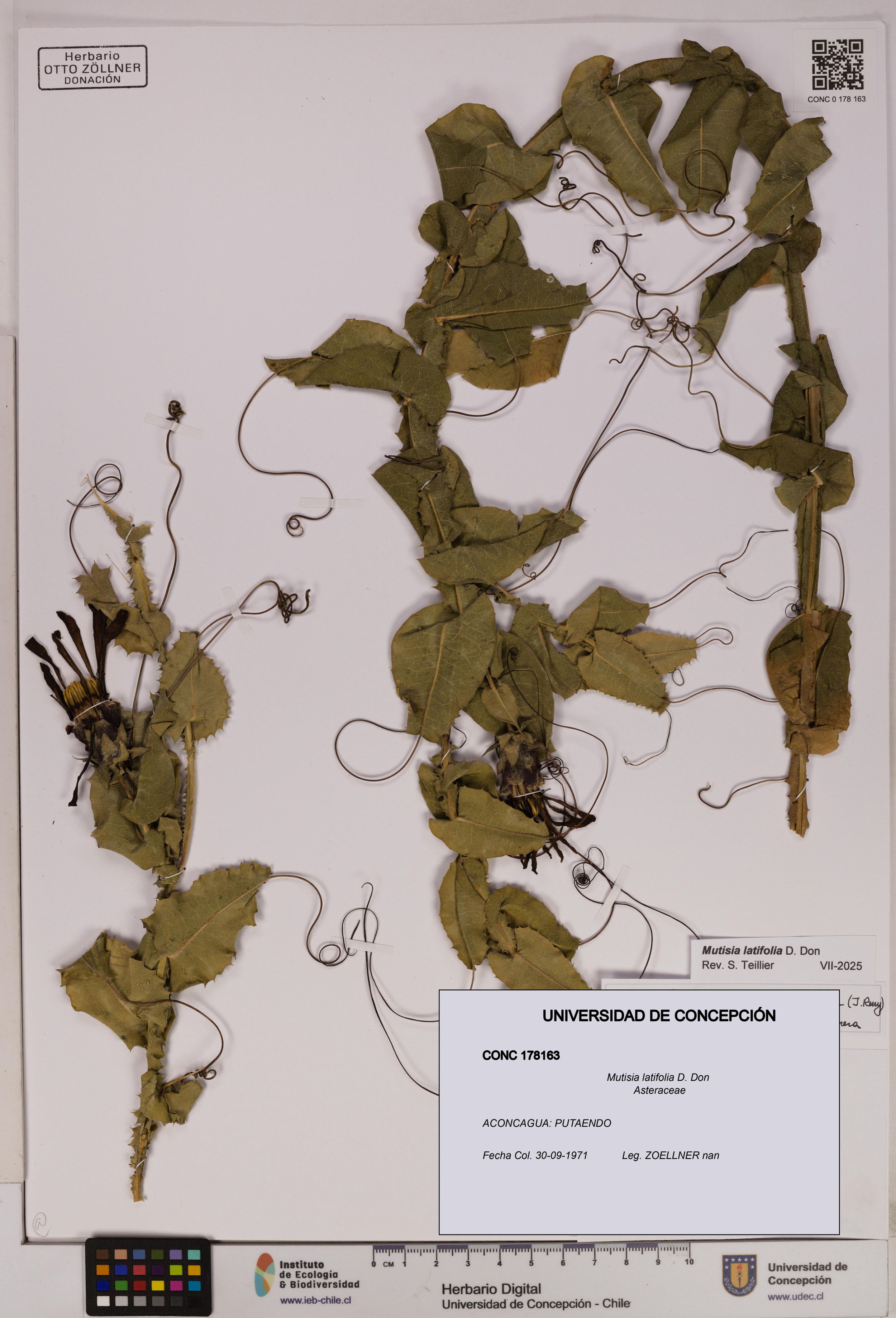 Mutisia latifolia [Espécimen: ]