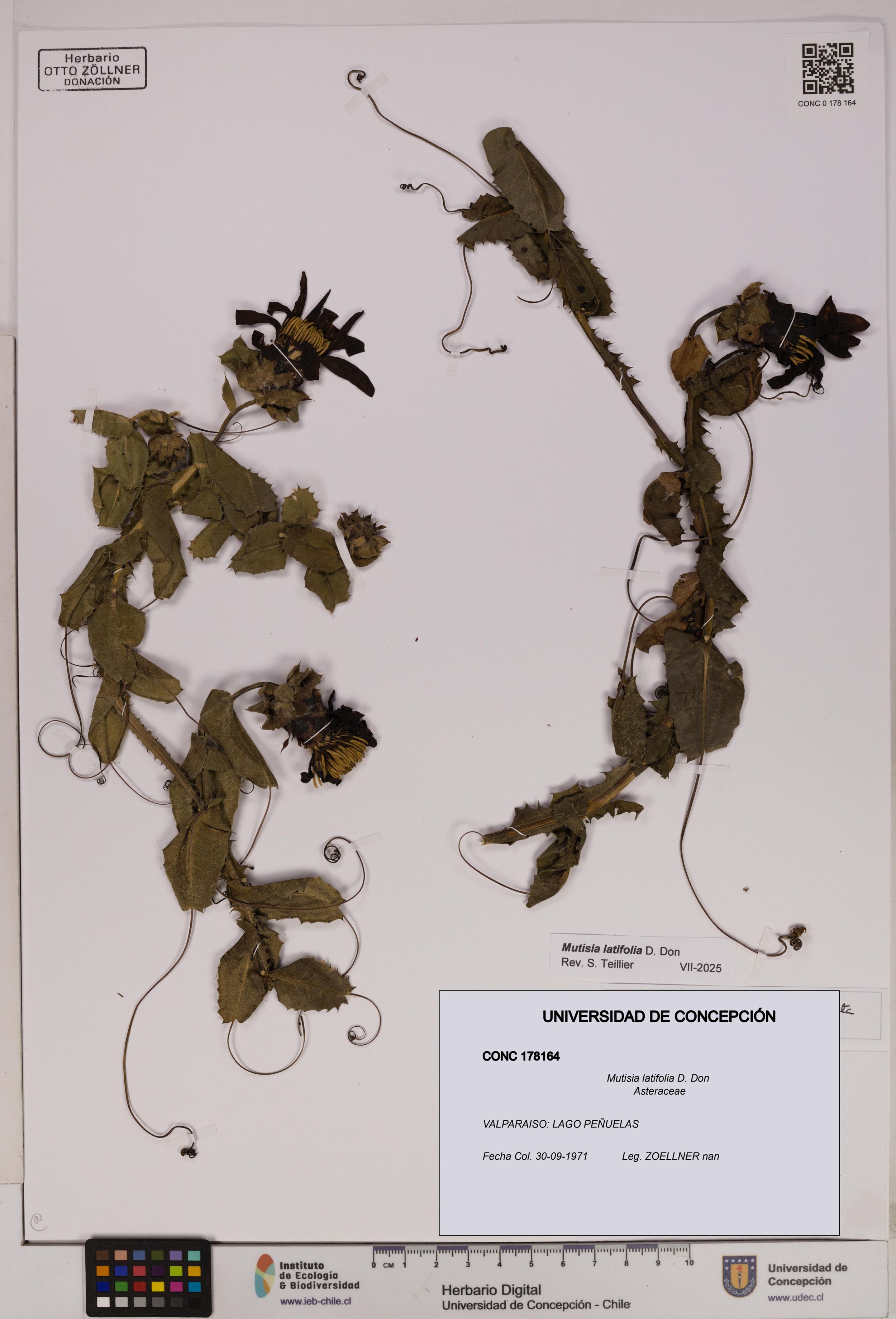 Mutisia latifolia [Espécimen: ]