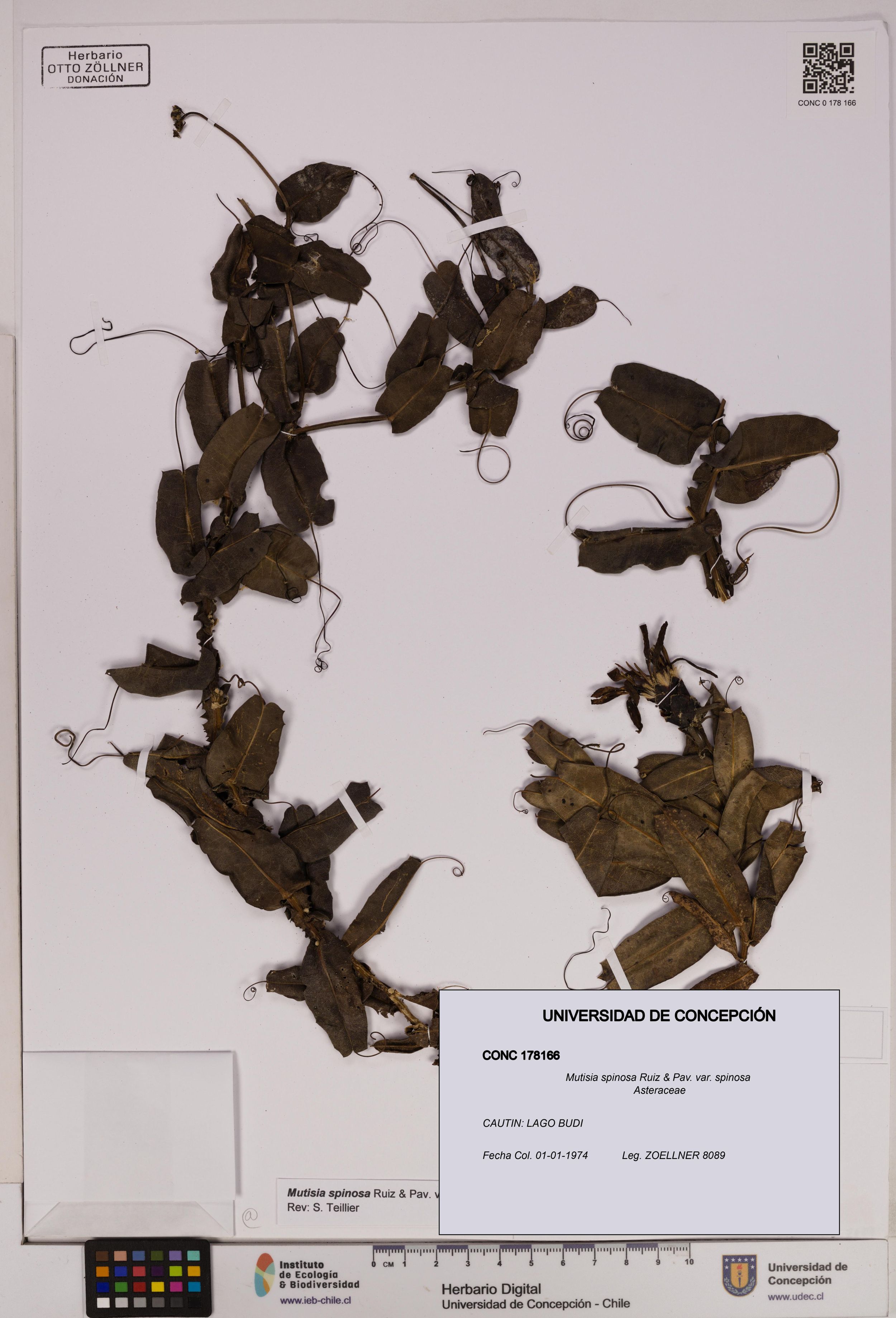 Mutisia spinosa var. spinosa [Espécimen: ]