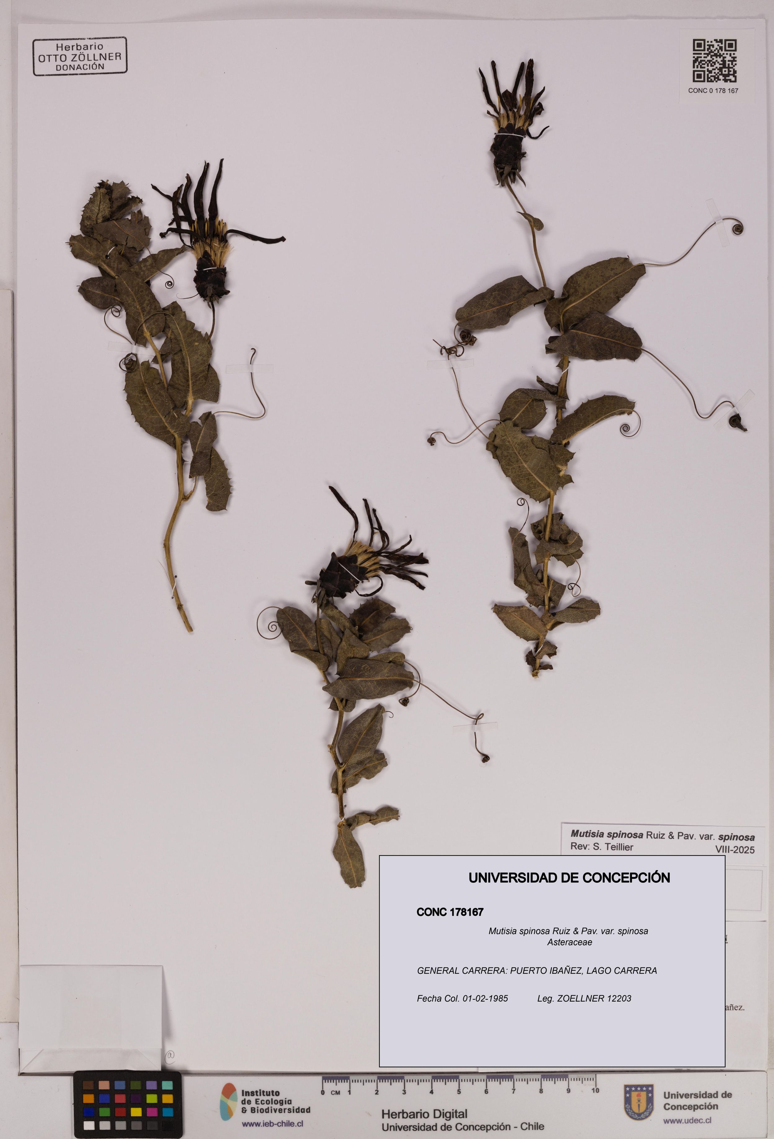 Mutisia spinosa var. spinosa [Espécimen: ]