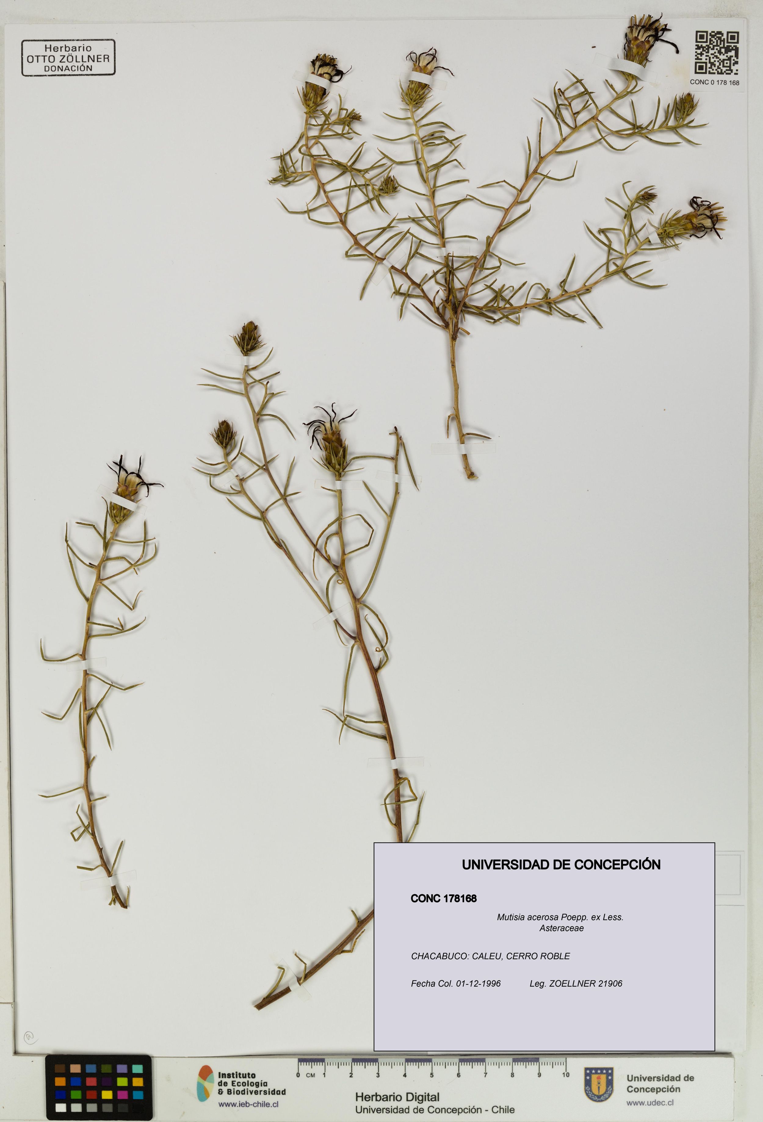 Mutisia acerosa [Espécimen: ]