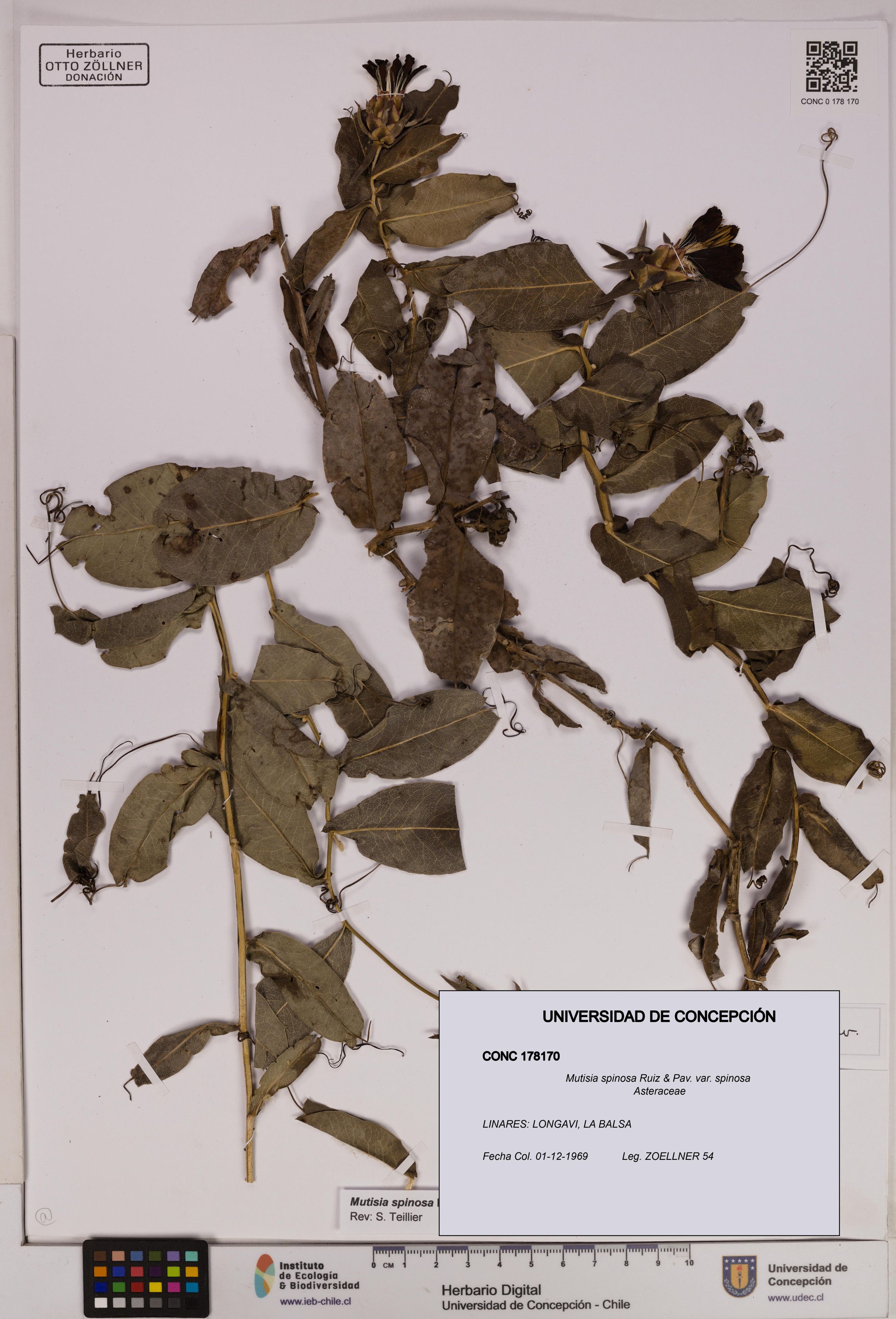 Mutisia spinosa var. spinosa [Espécimen: ]