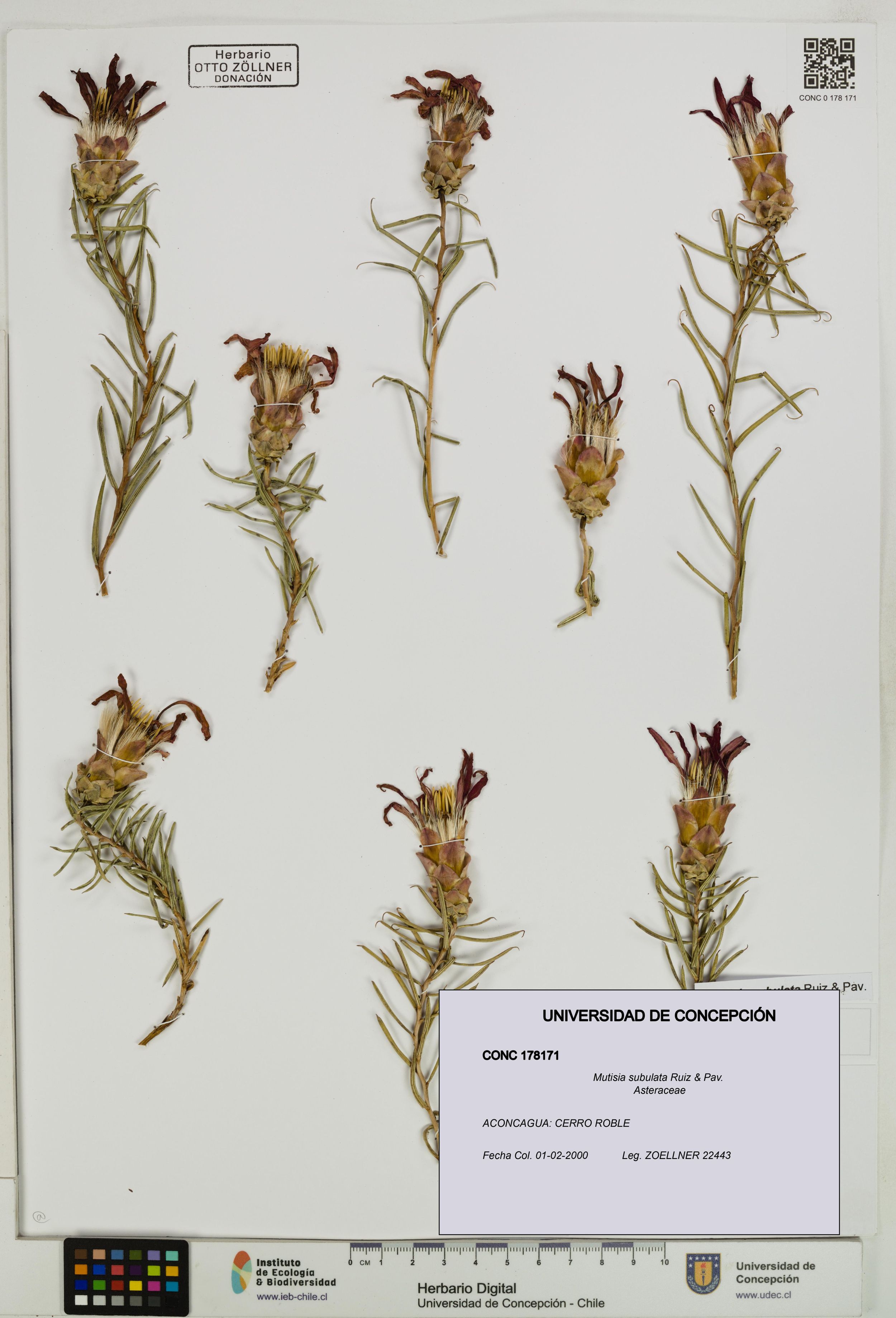 Mutisia subulata [Espécimen: ]