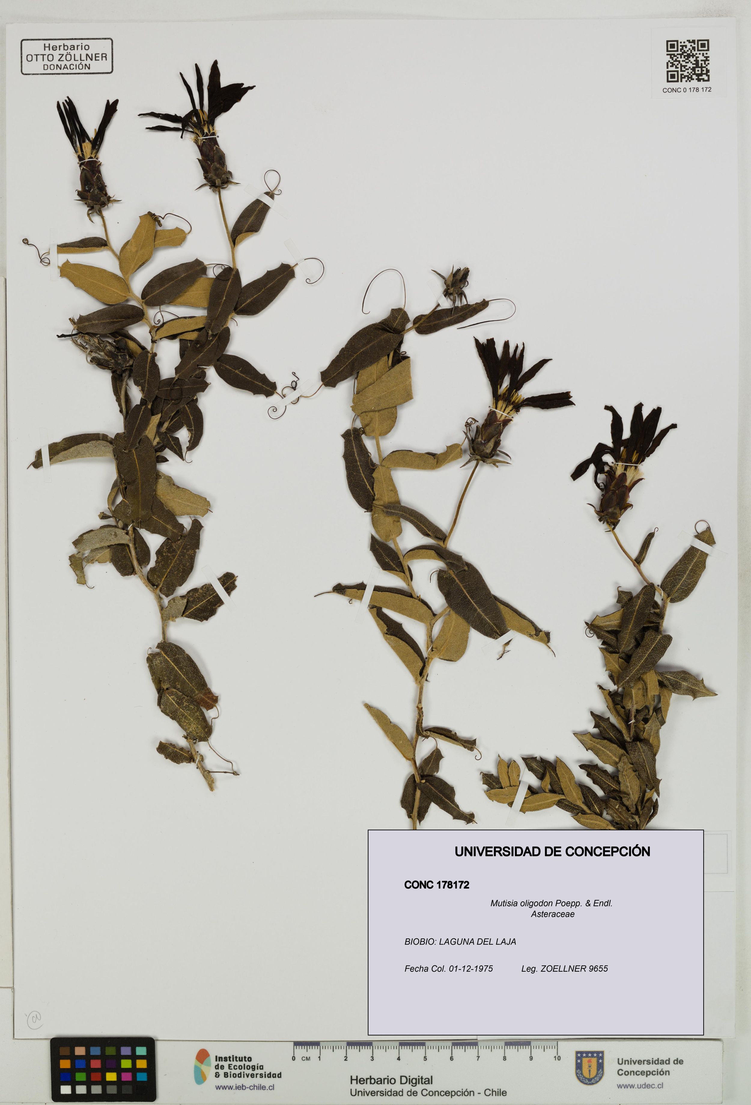 Mutisia oligodon [Espécimen: ]