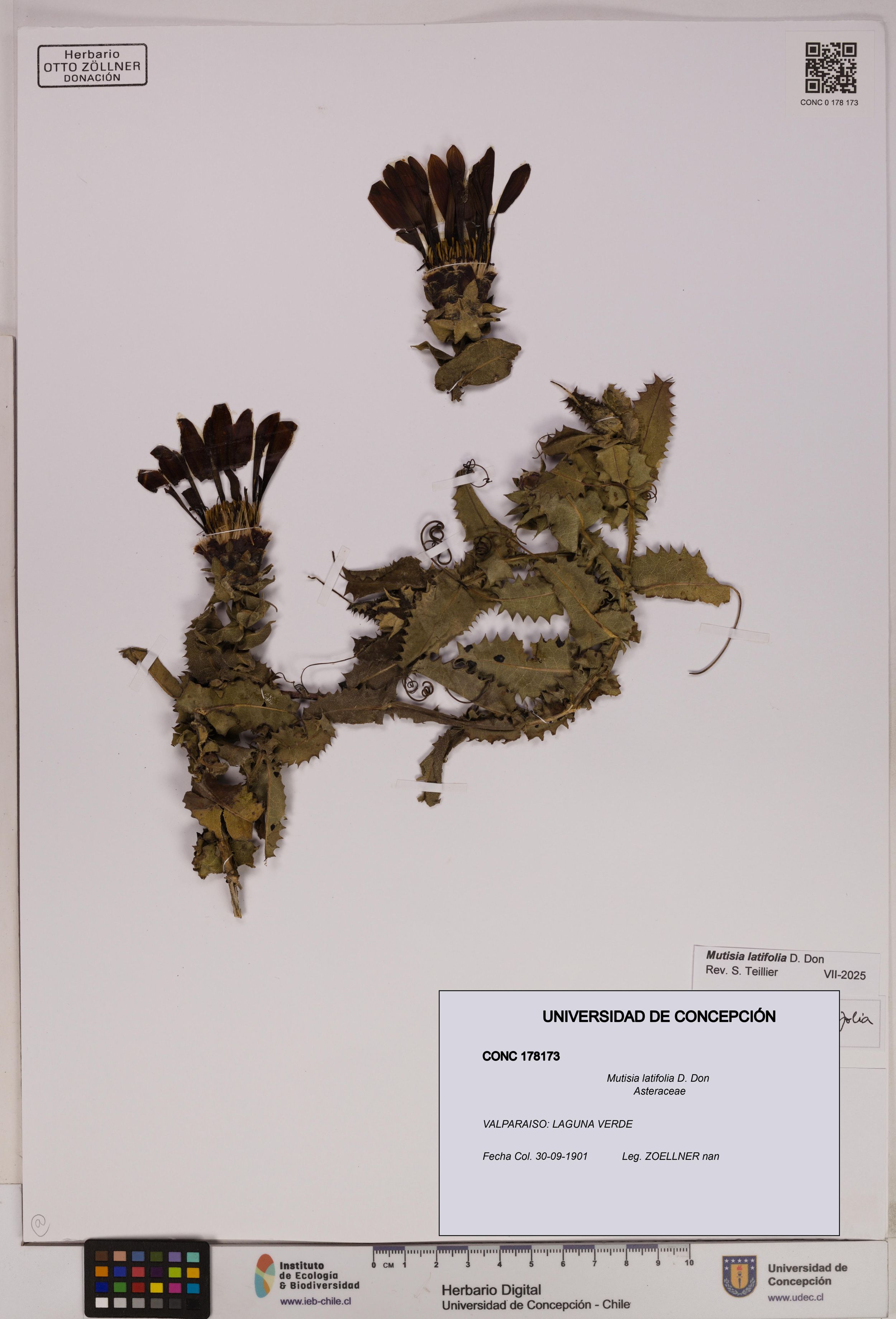 Mutisia latifolia [Espécimen: ]