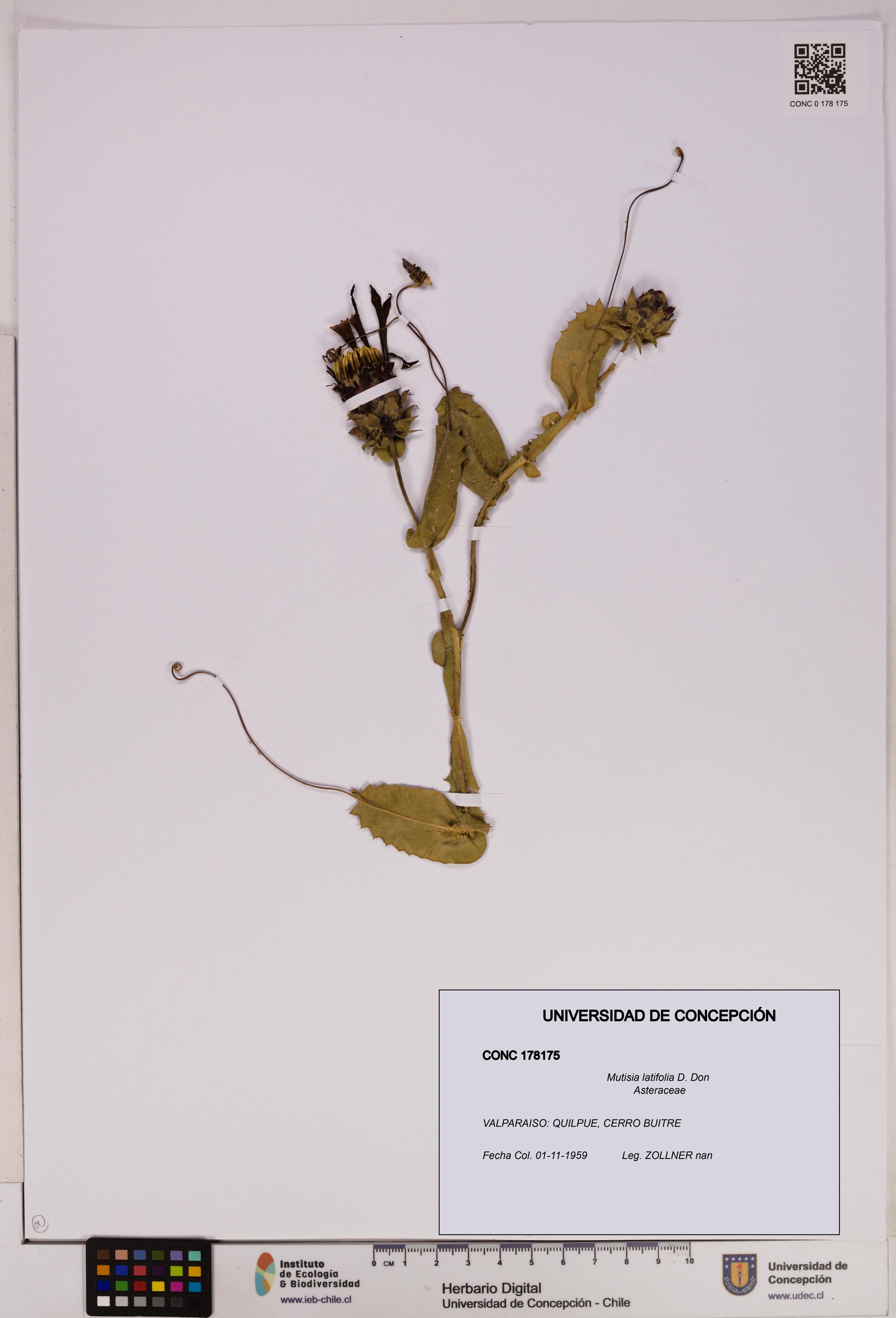Mutisia latifolia [Espécimen: ]