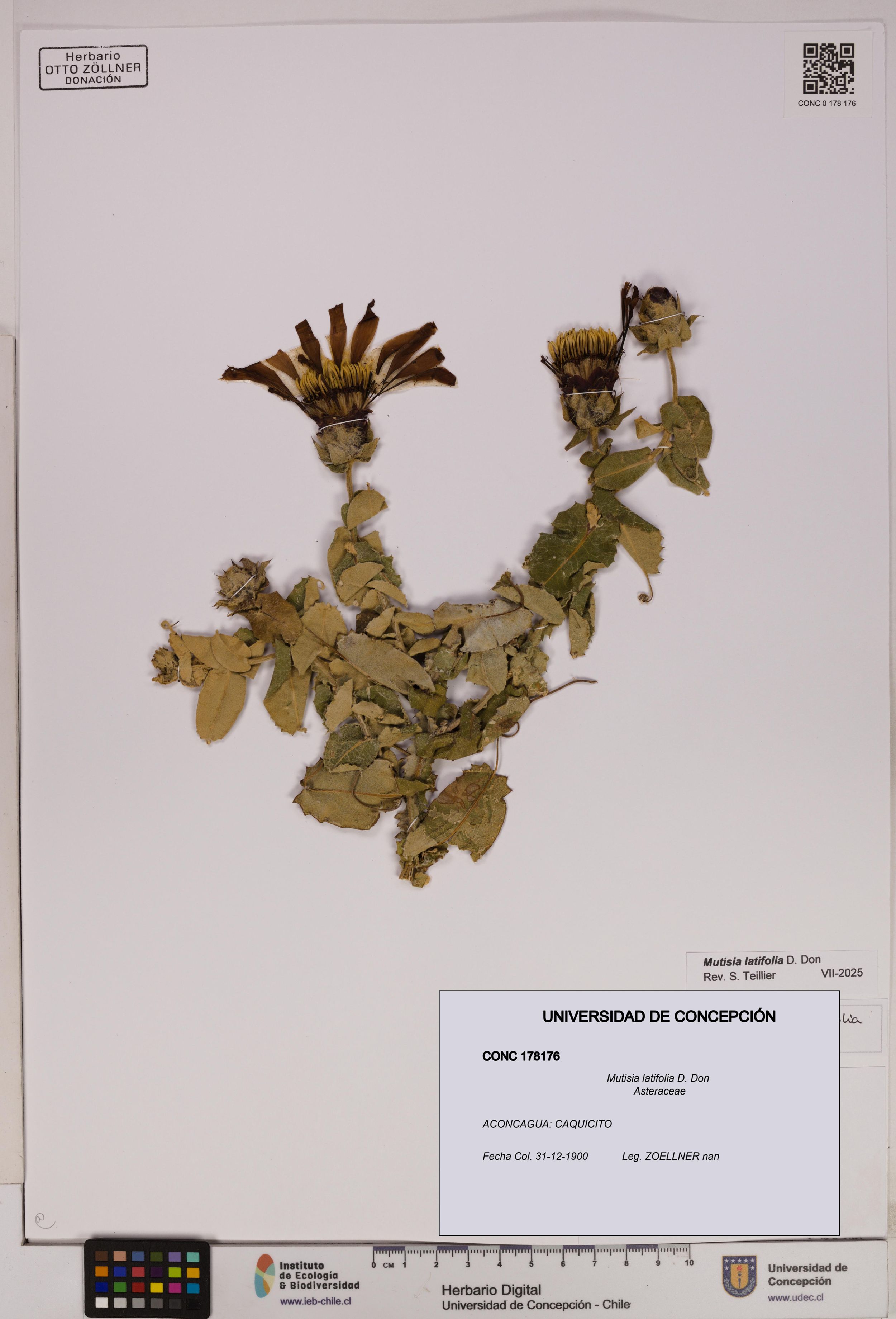 Mutisia latifolia [Espécimen: ]