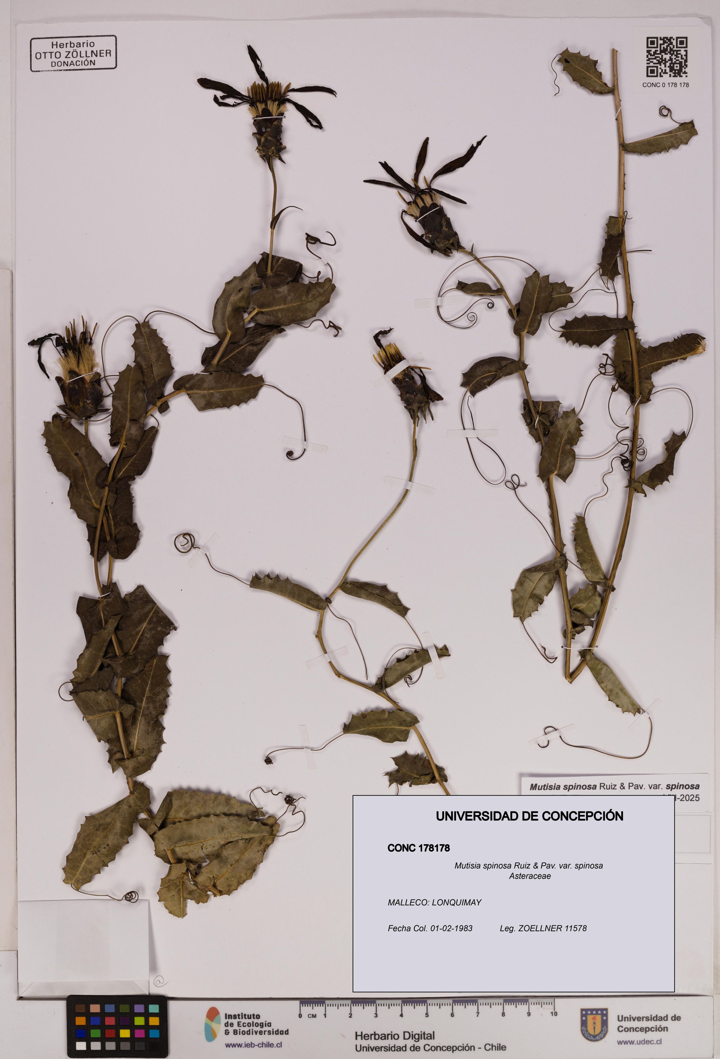 Mutisia spinosa var. spinosa [Espécimen: ]