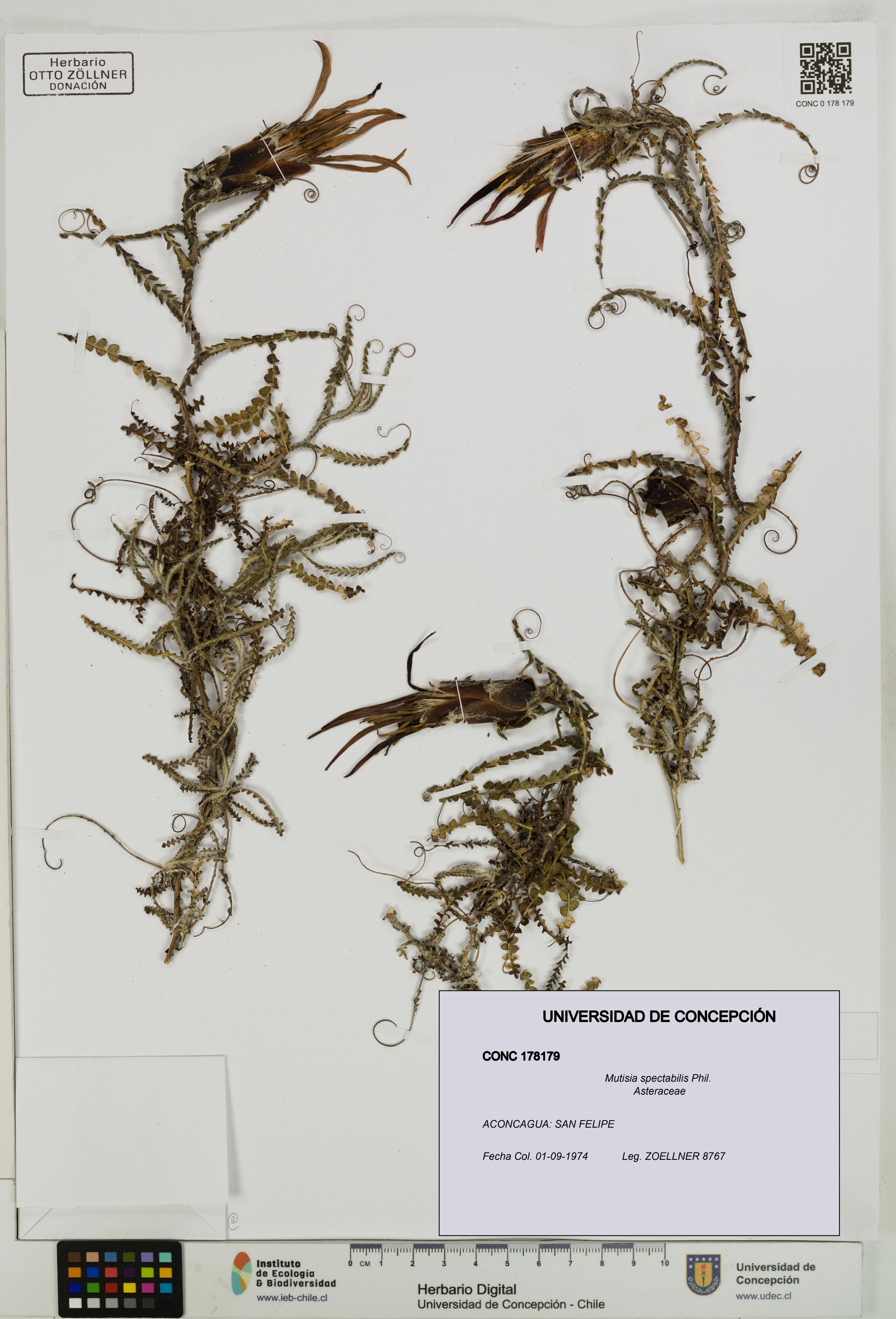 Mutisia spectabilis [Espécimen: ]