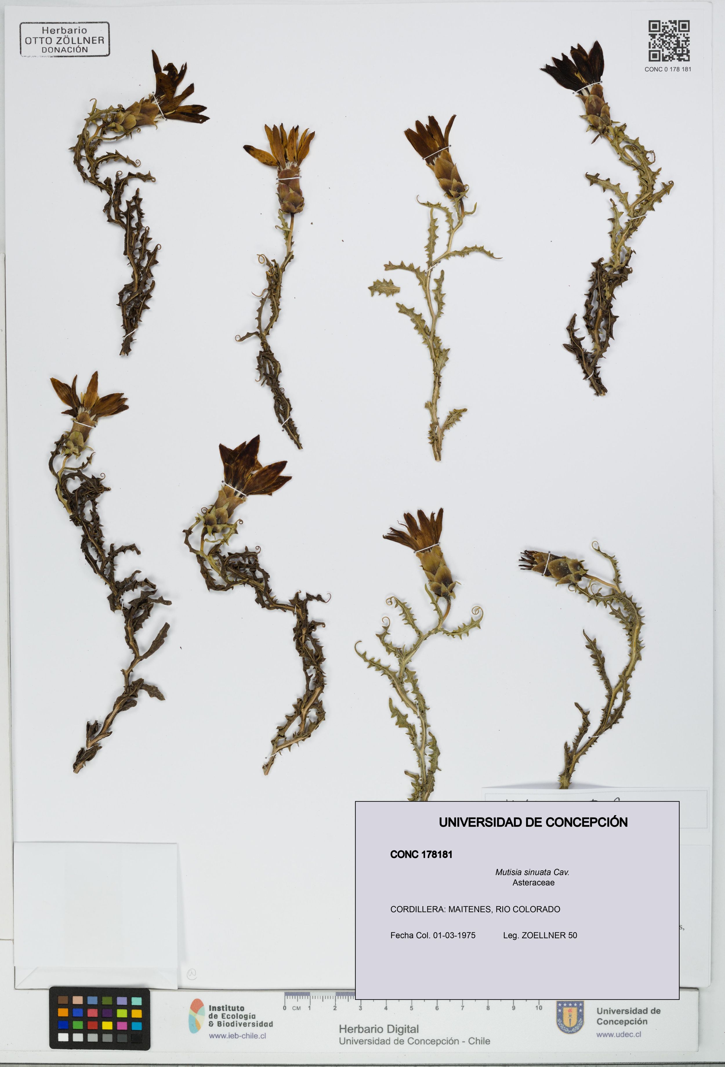 Mutisia sinuata [Espécimen: ]