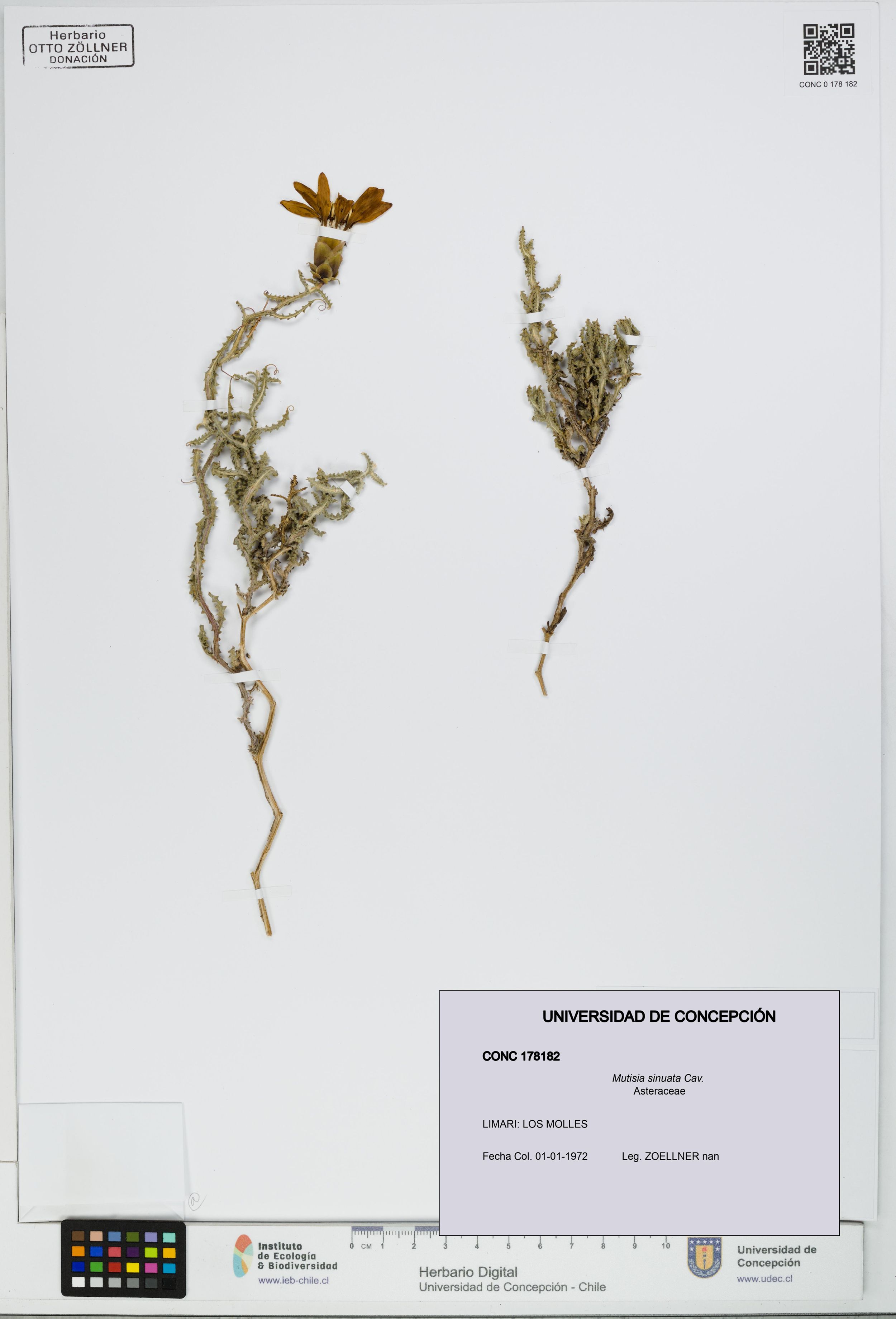 Mutisia sinuata [Espécimen: ]