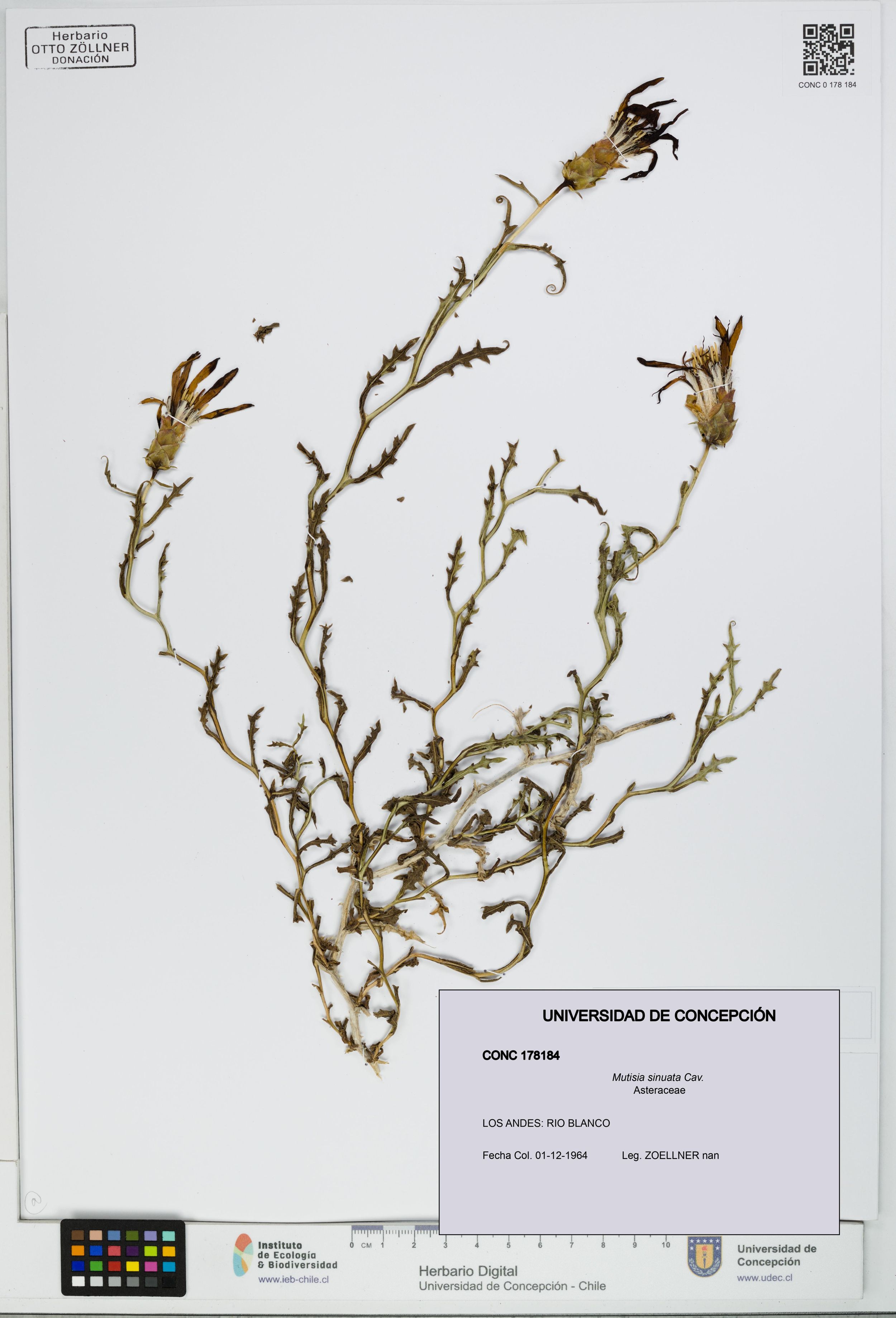 Mutisia sinuata [Espécimen: ]