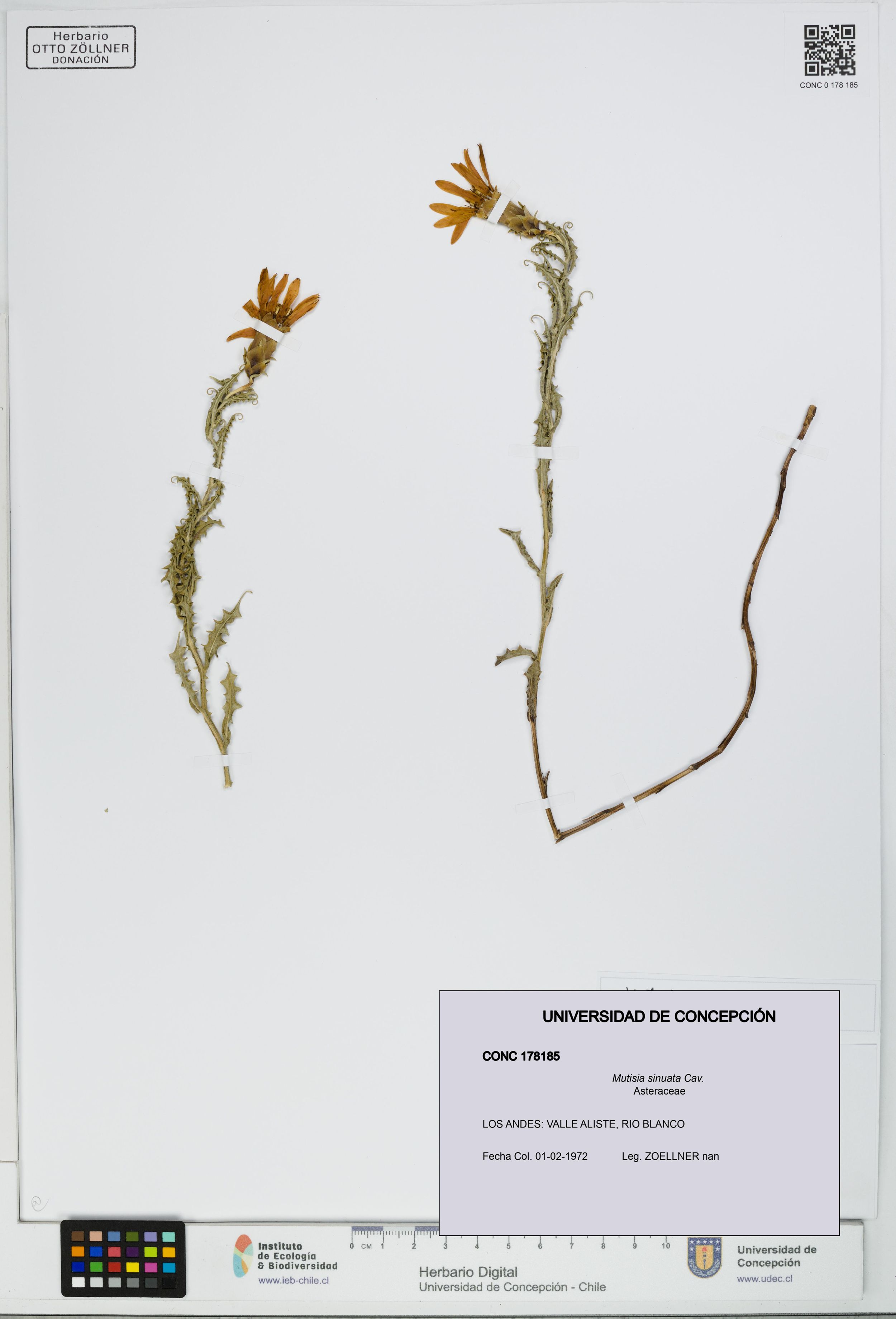 Mutisia sinuata [Espécimen: ]