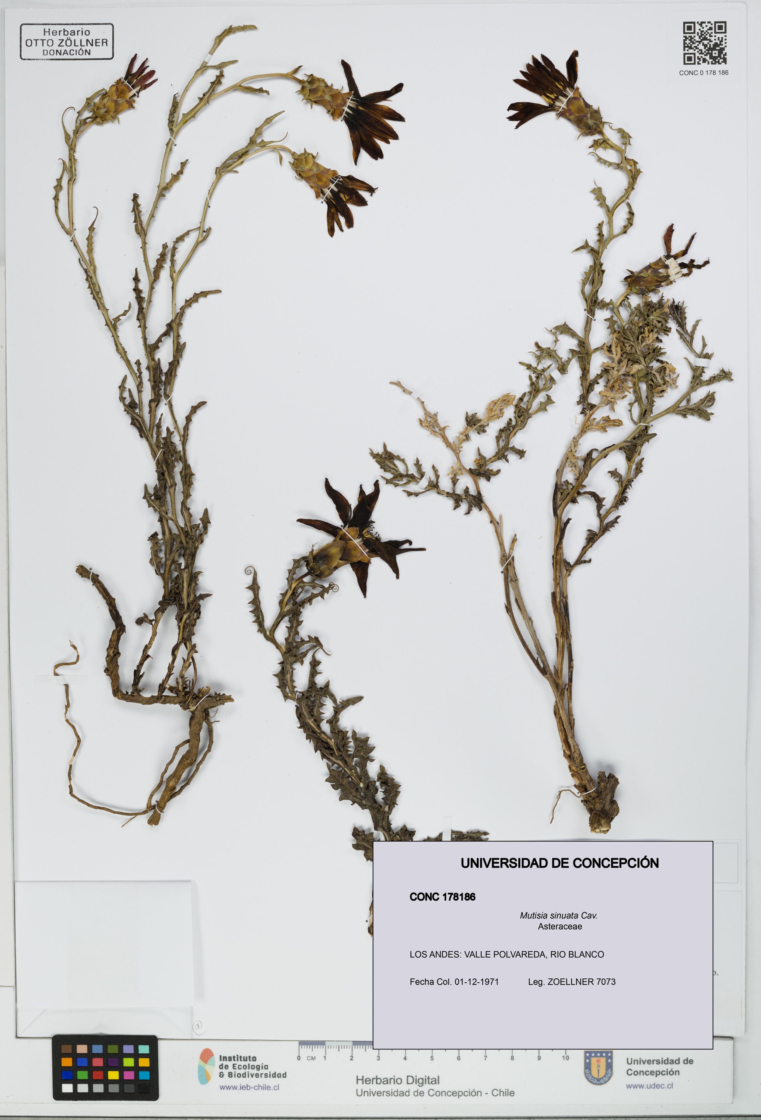 Mutisia sinuata [Espécimen: ]