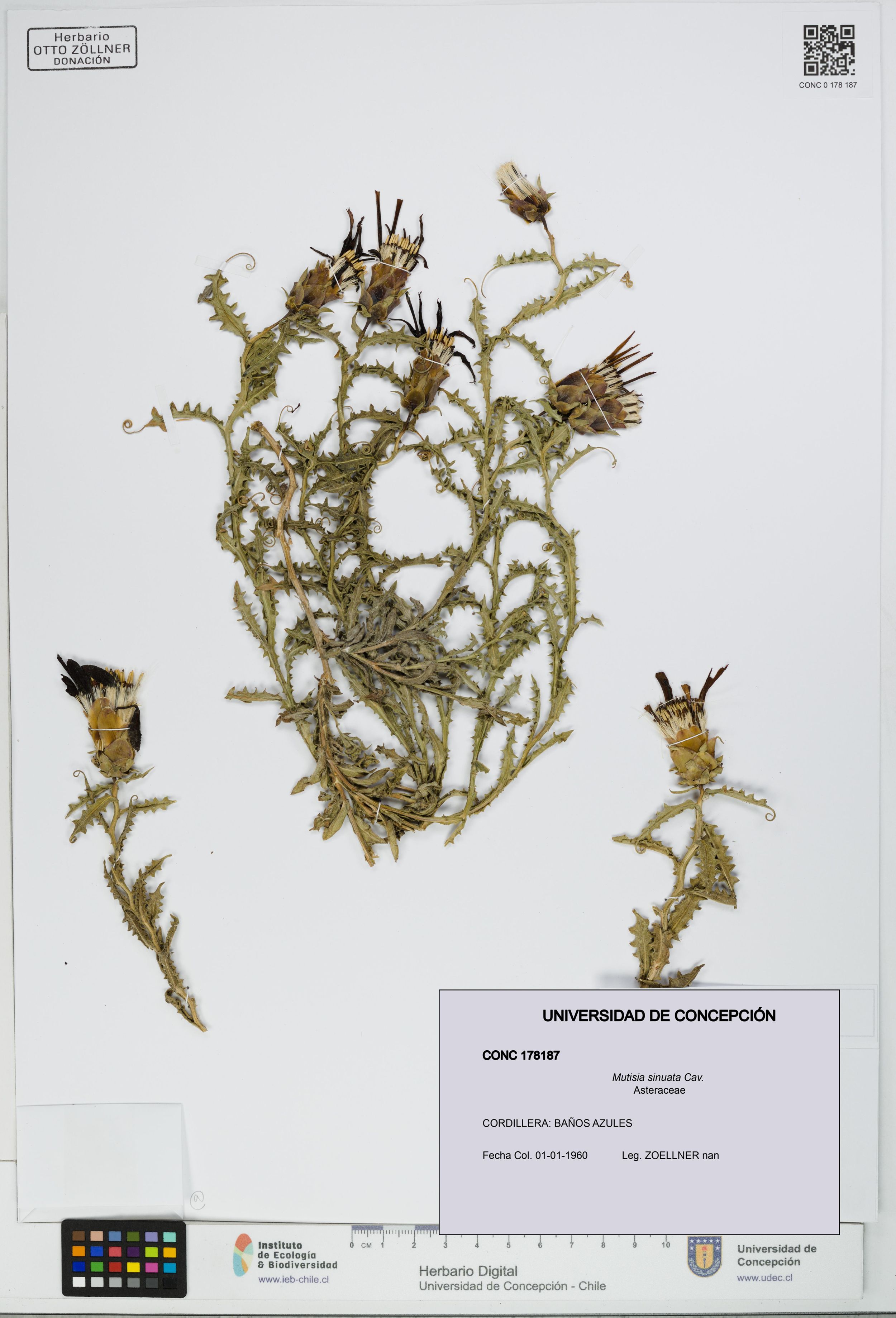 Mutisia sinuata [Espécimen: ]