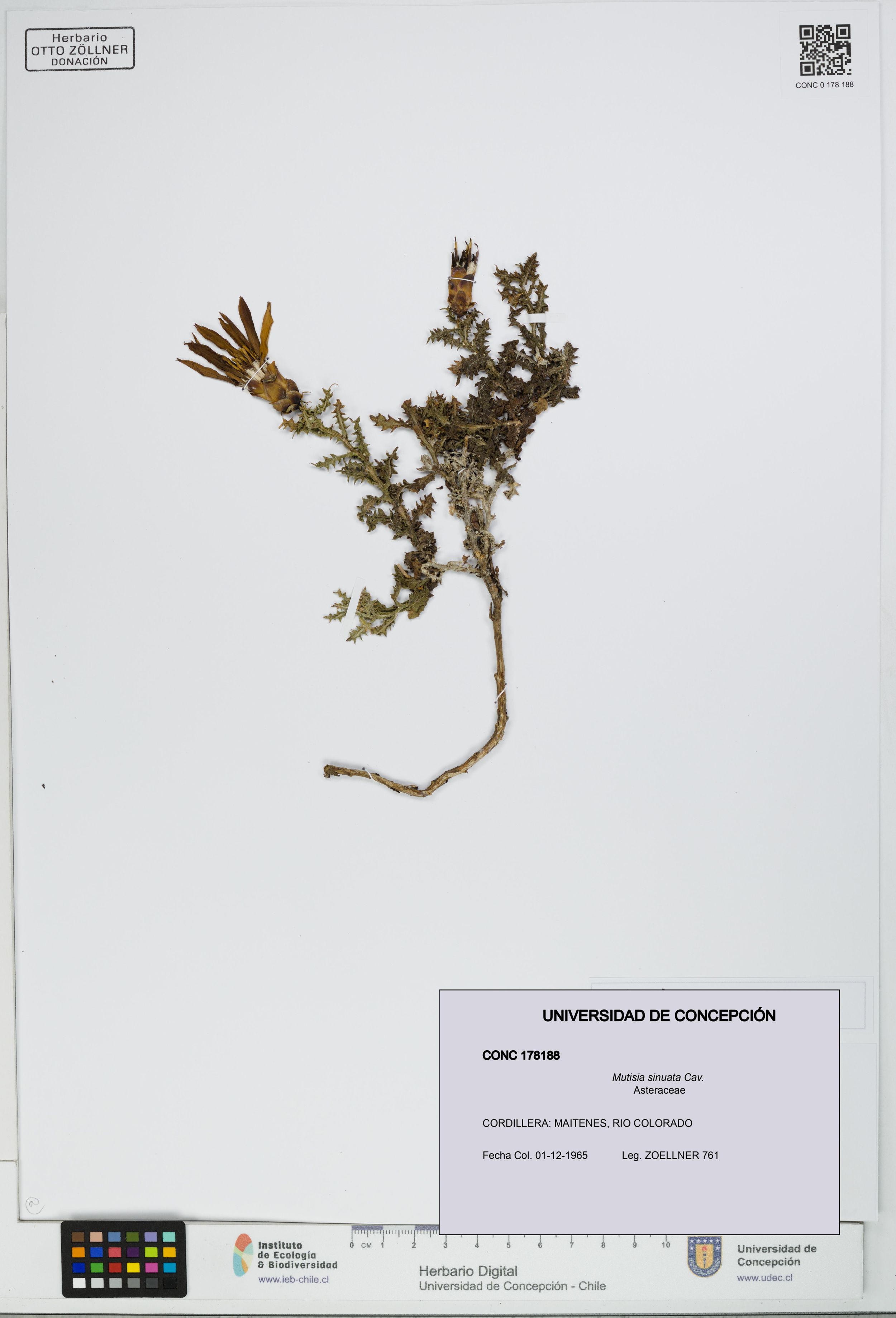 Mutisia sinuata [Espécimen: ]