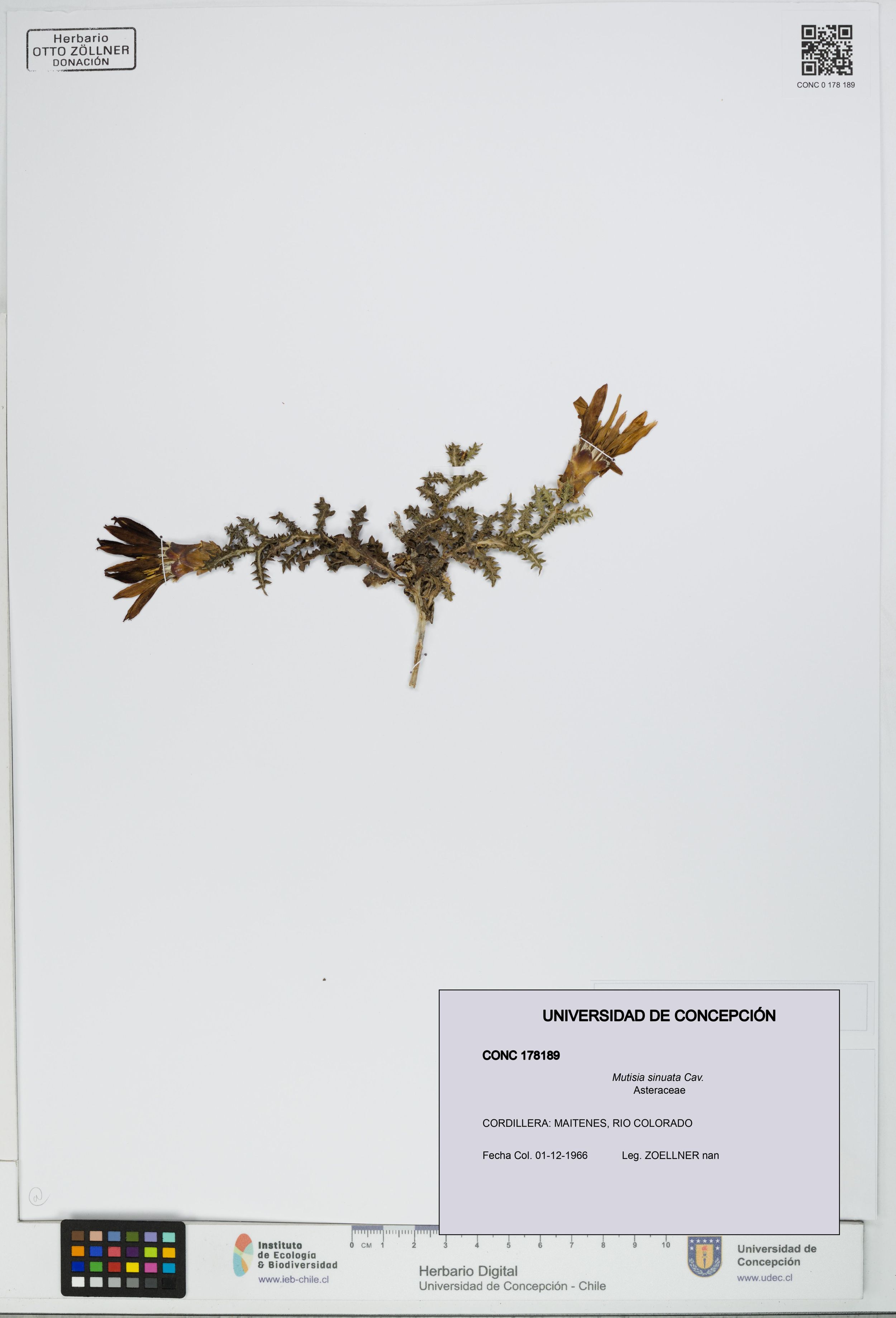 Mutisia sinuata [Espécimen: ]