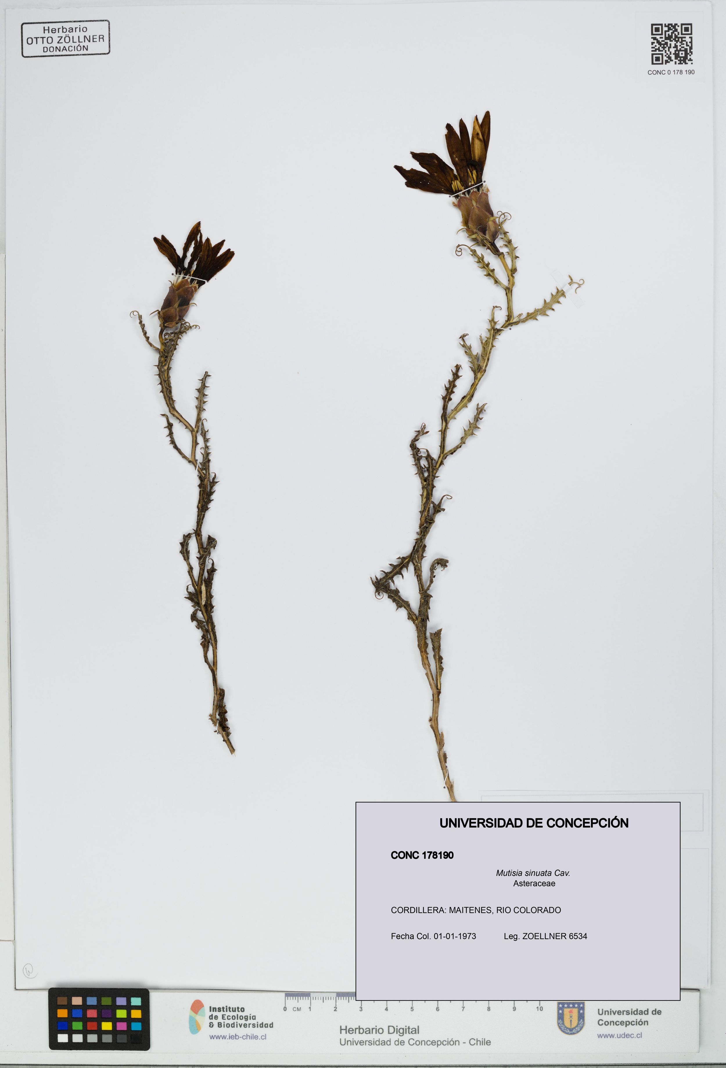 Mutisia sinuata [Espécimen: ]