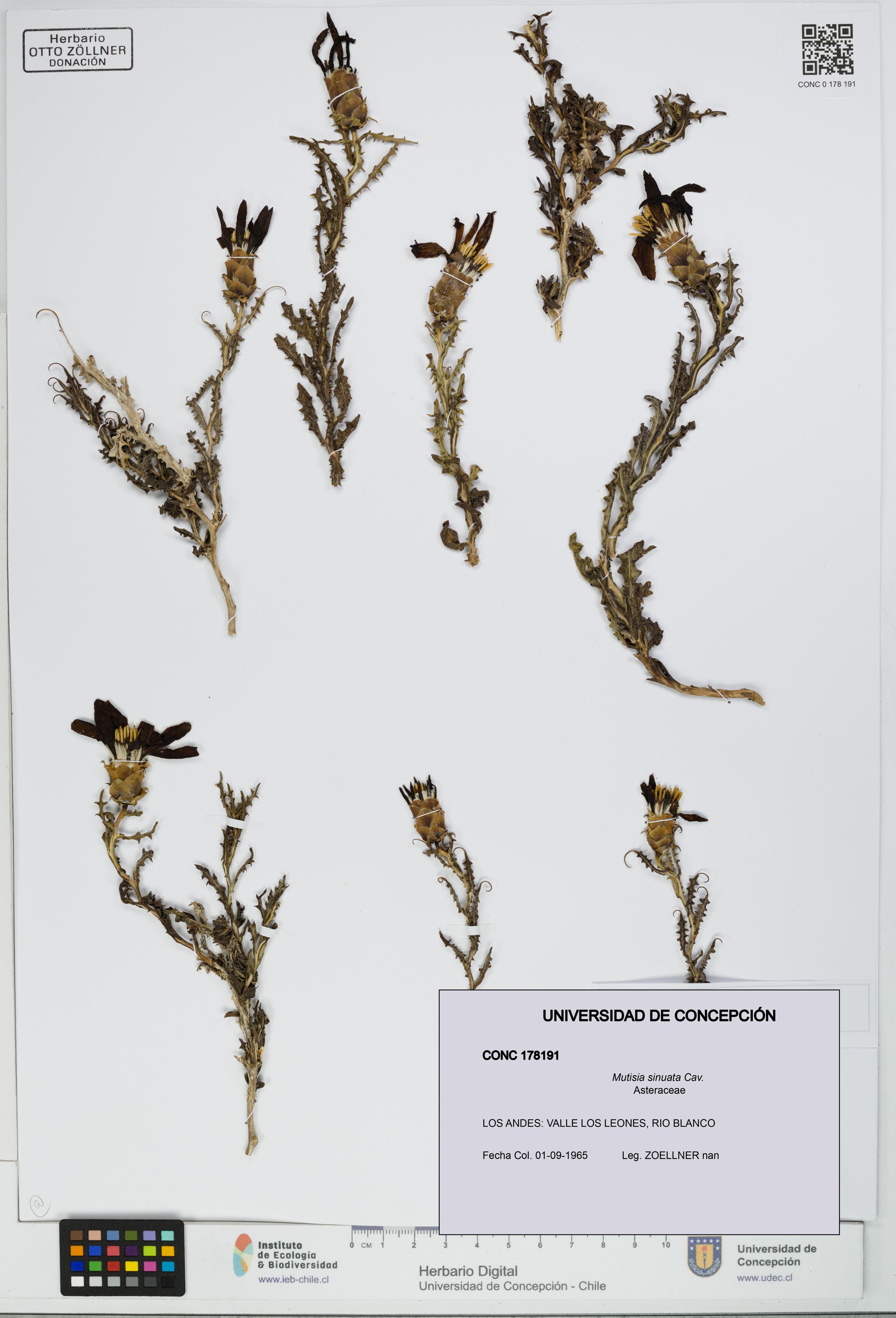 Mutisia sinuata [Espécimen: ]