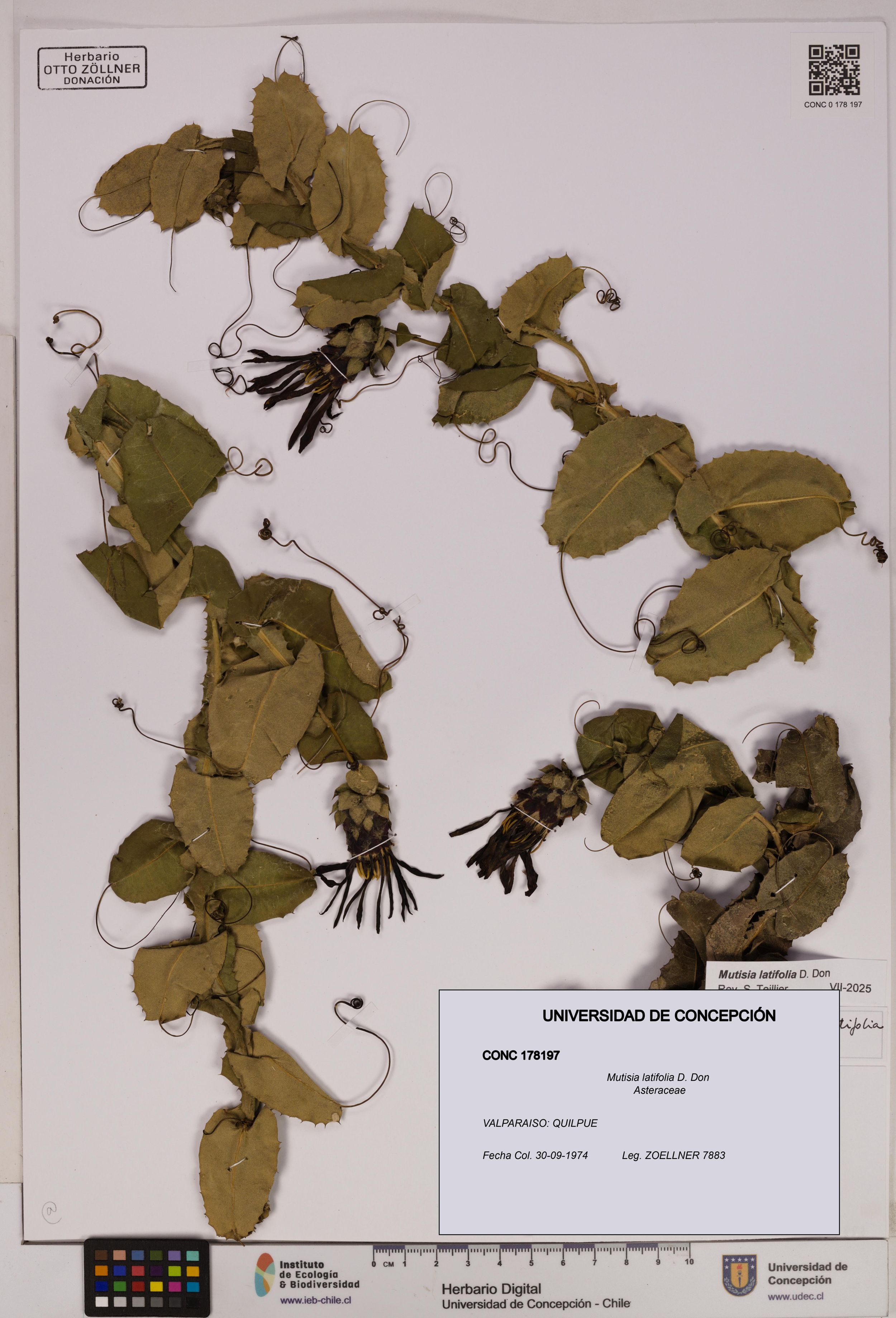 Mutisia latifolia [Espécimen: ]
