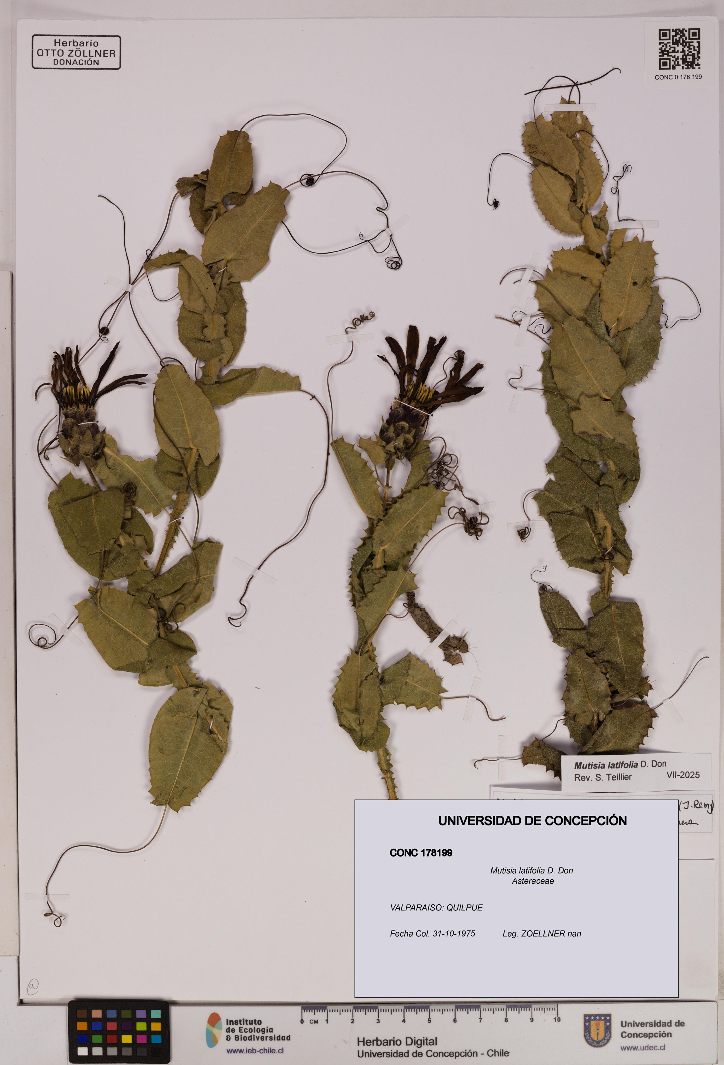 Mutisia latifolia [Espécimen: ]