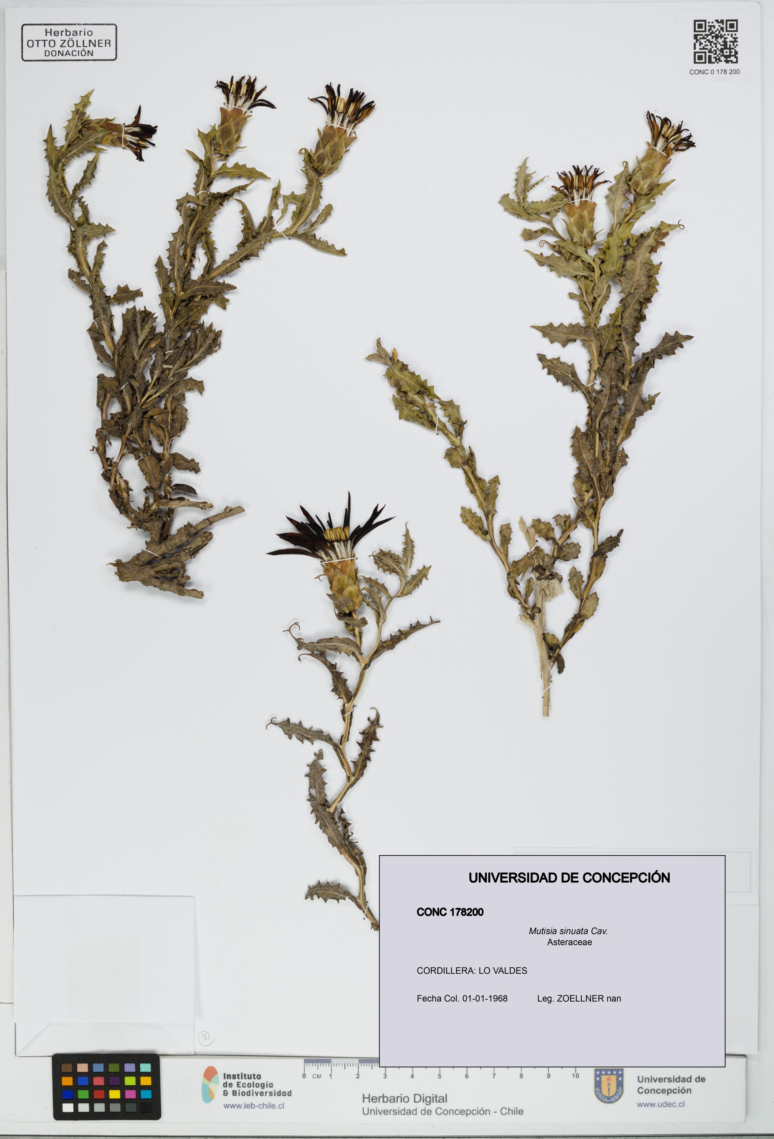 Mutisia sinuata [Espécimen: ]