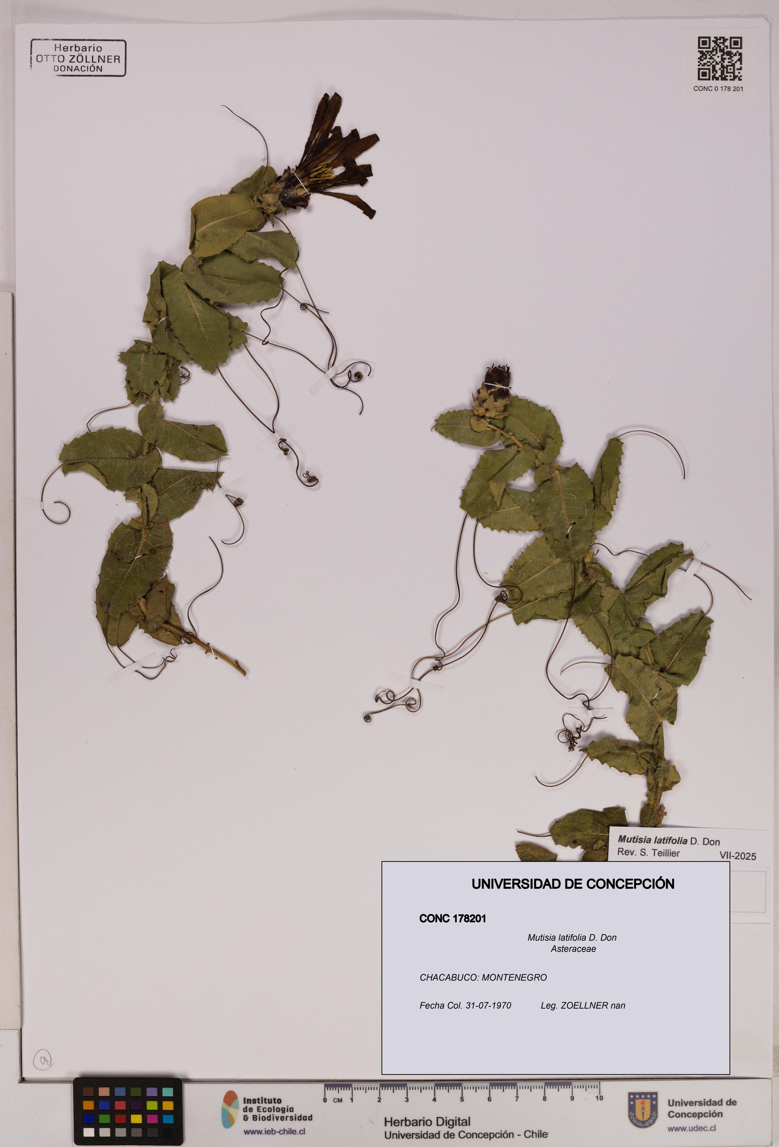 Mutisia latifolia [Espécimen: ]