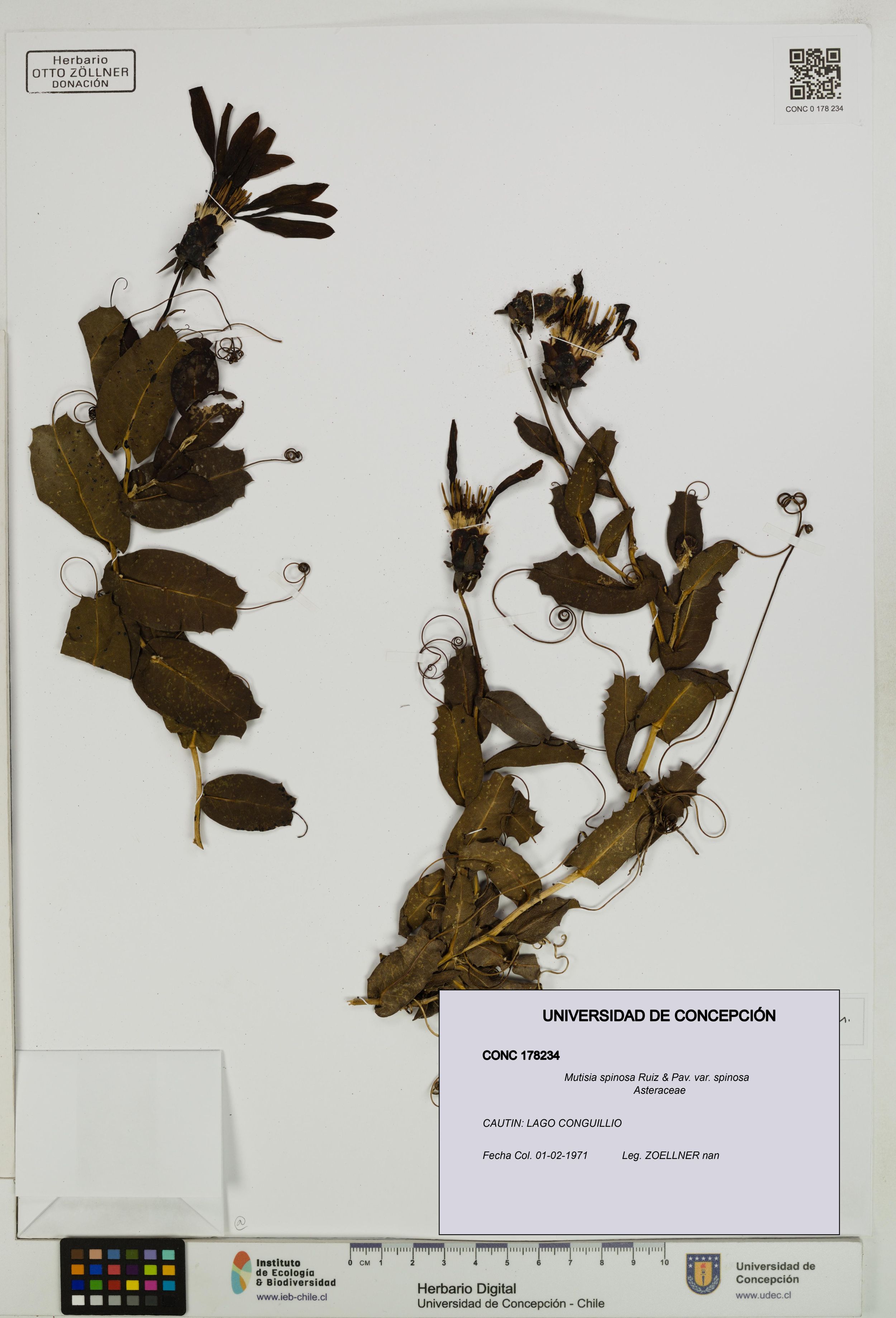 Mutisia spinosa var. spinosa [Espécimen: ]