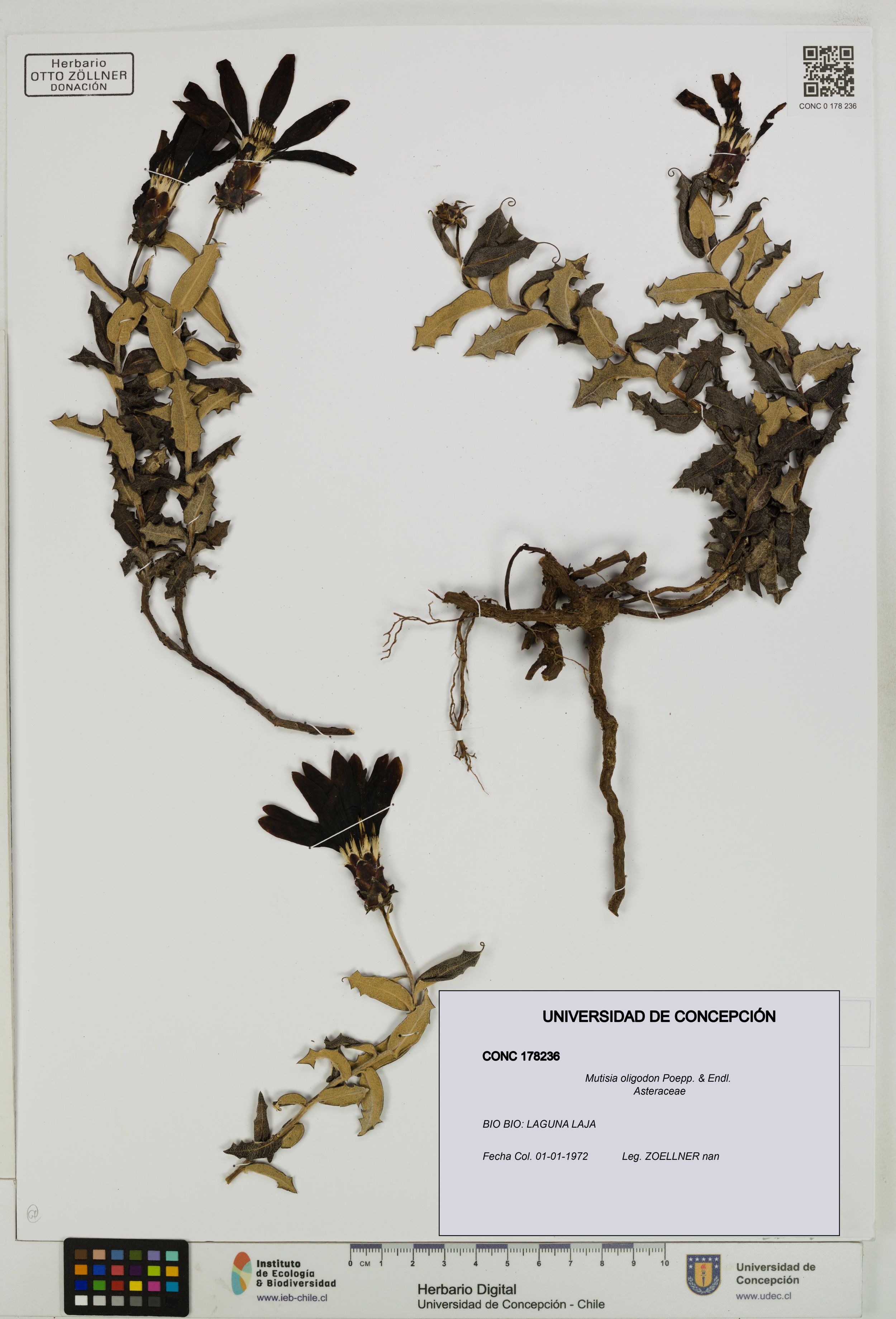 Mutisia oligodon [Espécimen: ]