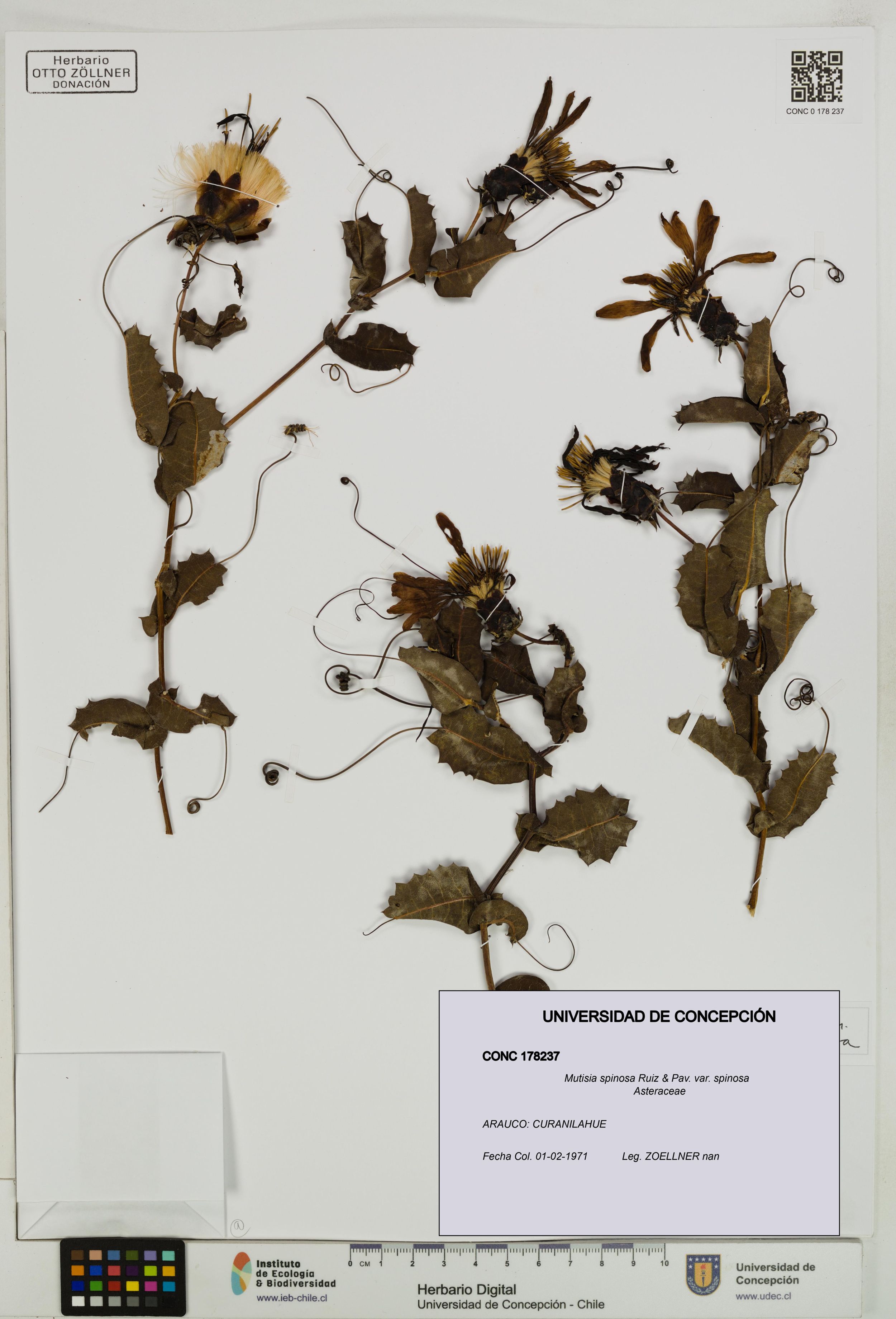 Mutisia spinosa var. spinosa [Espécimen: ]