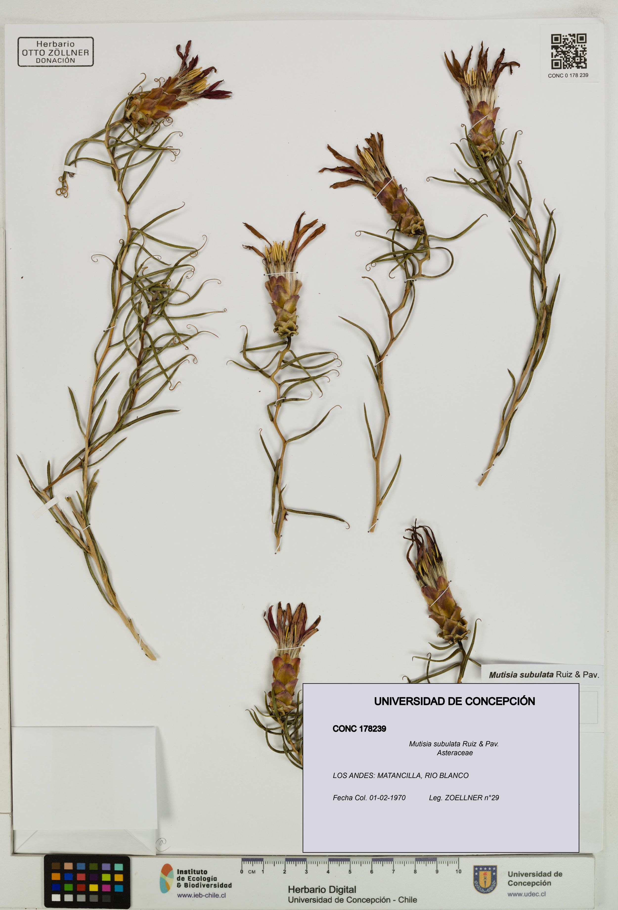 Mutisia subulata [Espécimen: ]