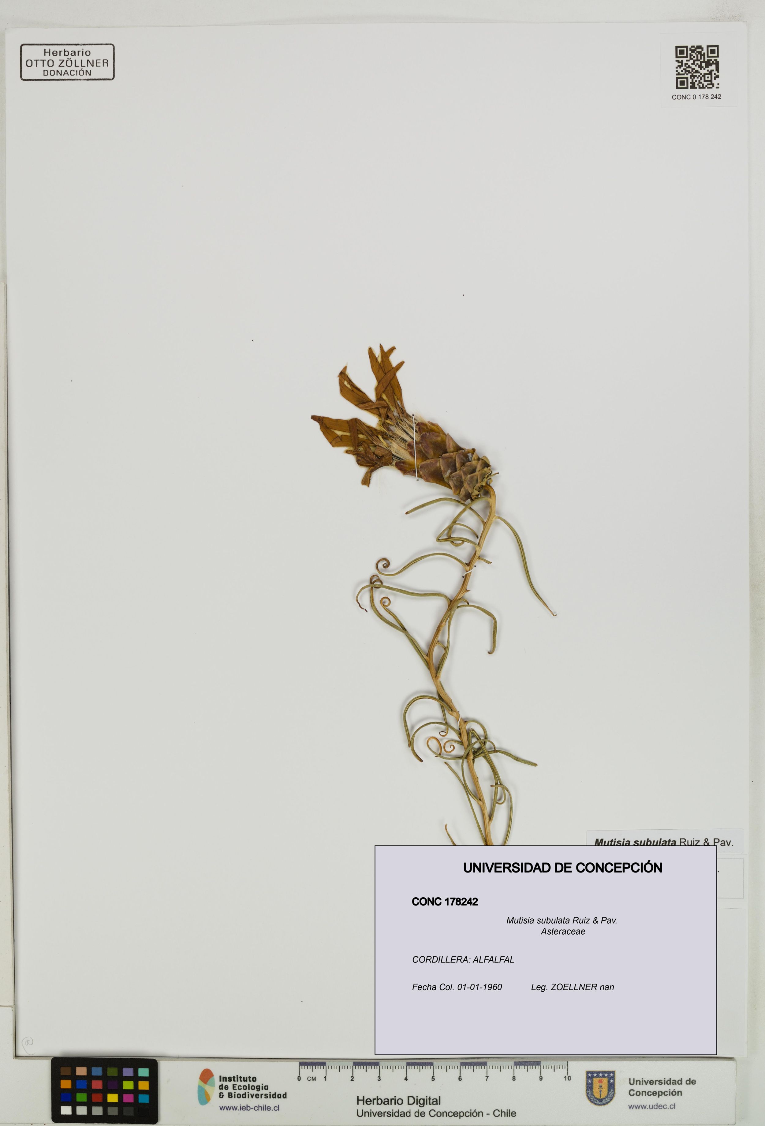 Mutisia subulata [Espécimen: ]
