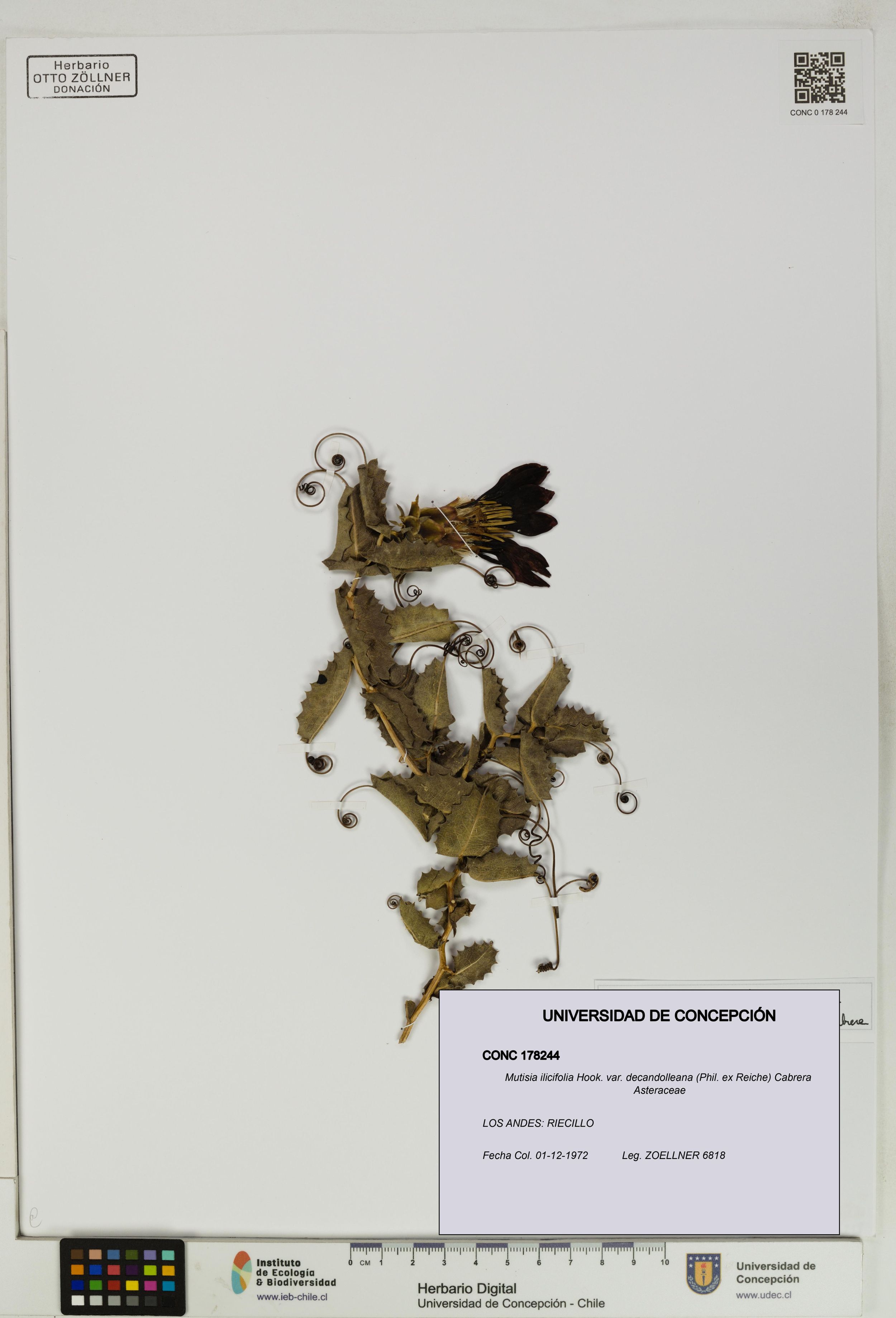Mutisia ilicifolia var. decandolleana [Espécimen: ]