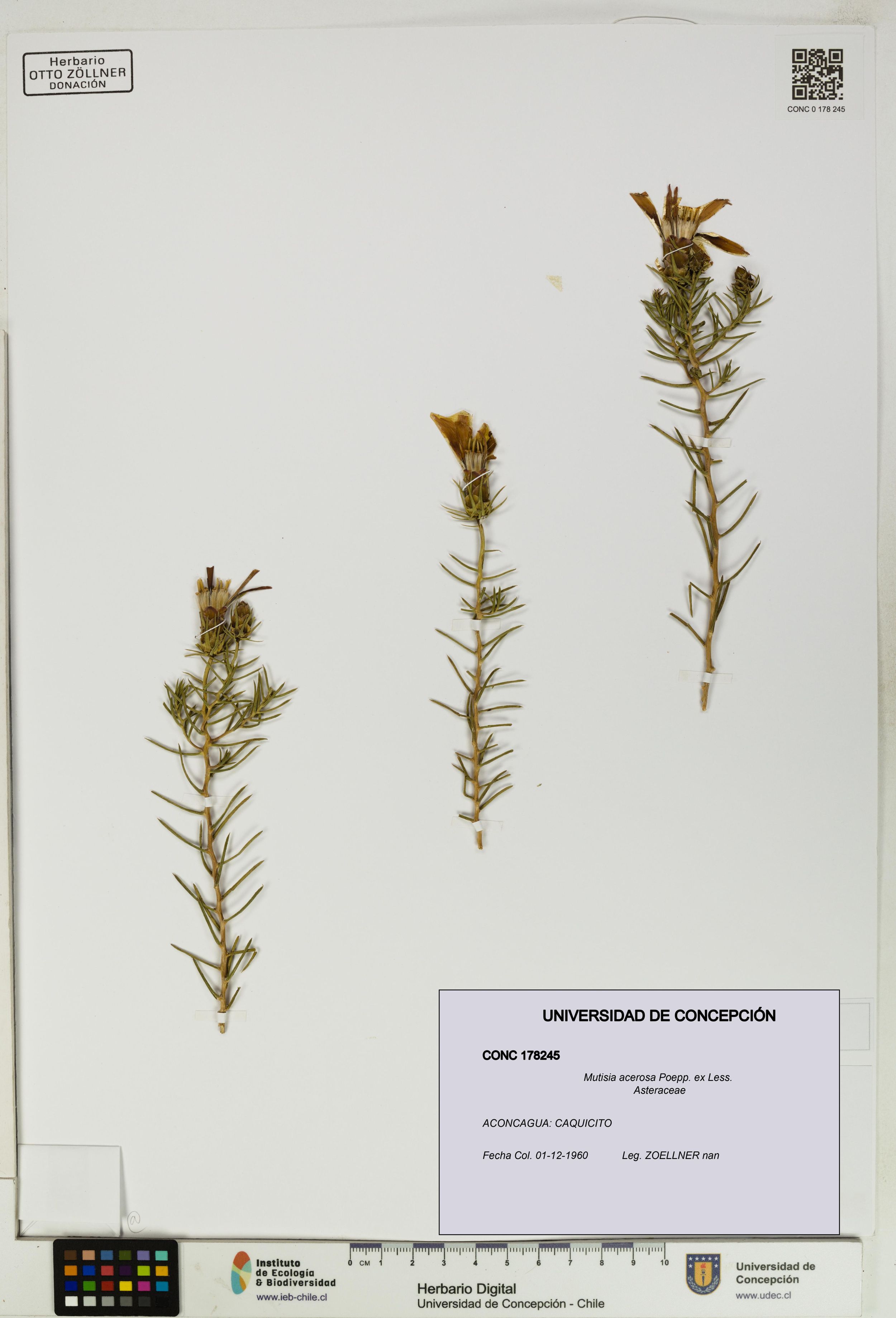 Mutisia acerosa [Espécimen: ]