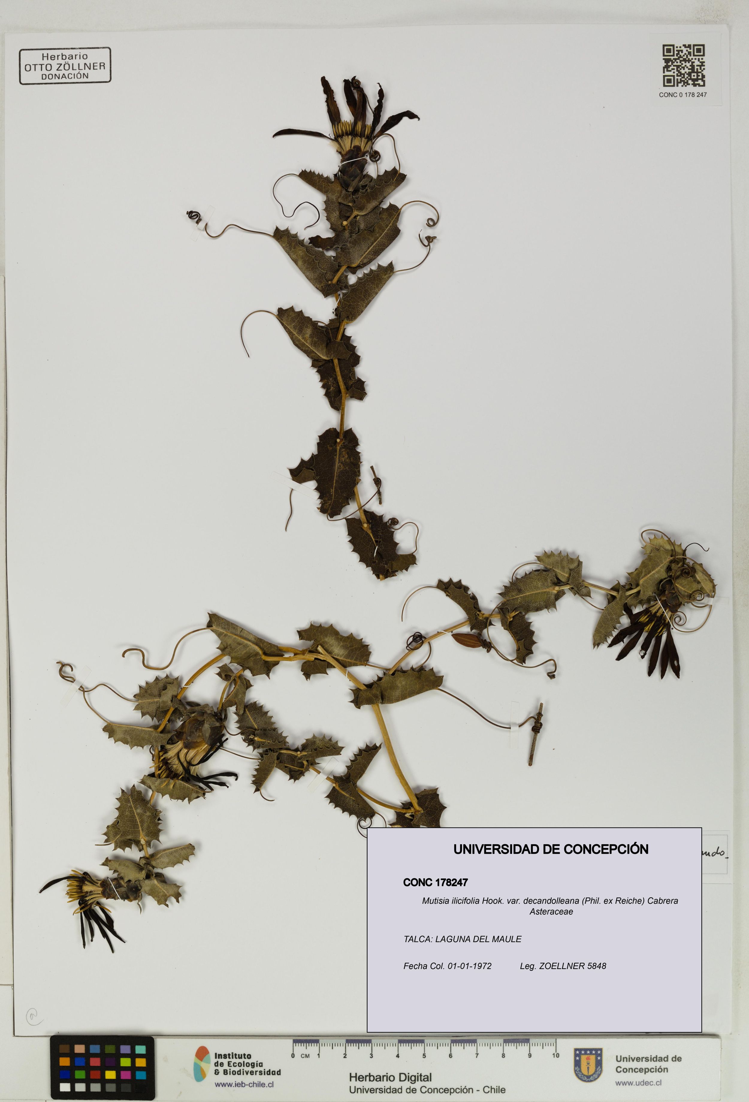 Mutisia ilicifolia var. decandolleana [Espécimen: ]
